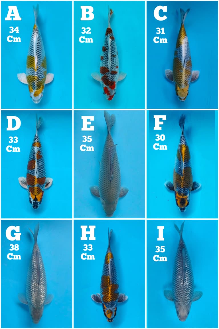 Lelang Koi Online, Jual Beli Ikan Koi, Pasar Koi Terbaik, Agen Lelang Koi, Penawaran Koi Berkualitas, Harga Jual Koi, Lelang Ikan Koi Import, Beli Koi Online, Jual Koi Murah, Koi Showroom, Penjual Koi Terpercaya, Lelang Koi Jakarta, Jual Koi Lokal, Koi Kualitas Unggul, Harga Terbaik Koi, Jual Koi Indukan, Lelang Ikan Hias Koi, Pasar Koi Indonesia, Beli Koi Berkualitas Tinggi, Koi Farm Terbesar, Jual Beli Koi Impor, Lelang Ikan Koi Kualitas Premium, Daftar Harga Koi Terbaru, Pusat Jual Beli Koi, Info Lelang Koi Hari Ini.