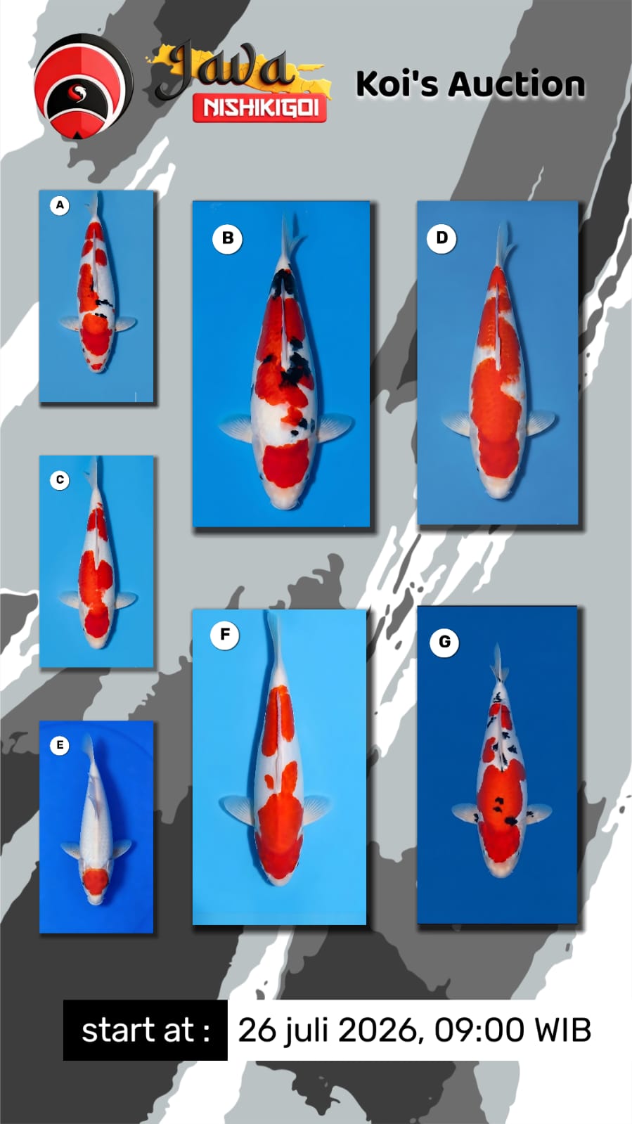 Lelang Koi Online, Jual Beli Ikan Koi, Pasar Koi Terbaik, Agen Lelang Koi, Penawaran Koi Berkualitas, Harga Jual Koi, Lelang Ikan Koi Import, Beli Koi Online, Jual Koi Murah, Koi Showroom, Penjual Koi Terpercaya, Lelang Koi Jakarta, Jual Koi Lokal, Koi Kualitas Unggul, Harga Terbaik Koi, Jual Koi Indukan, Lelang Ikan Hias Koi, Pasar Koi Indonesia, Beli Koi Berkualitas Tinggi, Koi Farm Terbesar, Jual Beli Koi Impor, Lelang Ikan Koi Kualitas Premium, Daftar Harga Koi Terbaru, Pusat Jual Beli Koi, Info Lelang Koi Hari Ini.