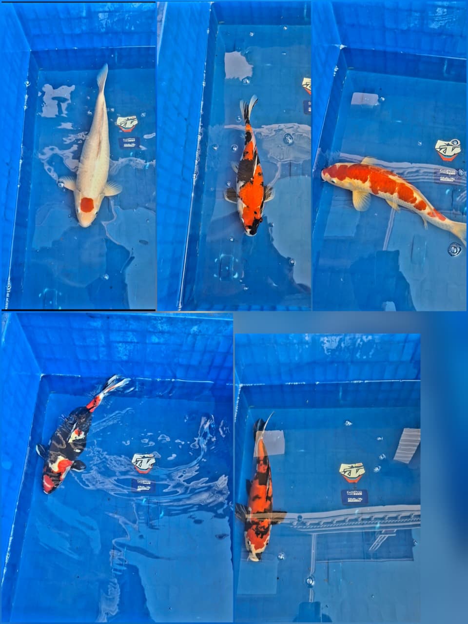 Lelang Koi Online, Jual Beli Ikan Koi, Pasar Koi Terbaik, Agen Lelang Koi, Penawaran Koi Berkualitas, Harga Jual Koi, Lelang Ikan Koi Import, Beli Koi Online, Jual Koi Murah, Koi Showroom, Penjual Koi Terpercaya, Lelang Koi Jakarta, Jual Koi Lokal, Koi Kualitas Unggul, Harga Terbaik Koi, Jual Koi Indukan, Lelang Ikan Hias Koi, Pasar Koi Indonesia, Beli Koi Berkualitas Tinggi, Koi Farm Terbesar, Jual Beli Koi Impor, Lelang Ikan Koi Kualitas Premium, Daftar Harga Koi Terbaru, Pusat Jual Beli Koi, Info Lelang Koi Hari Ini.