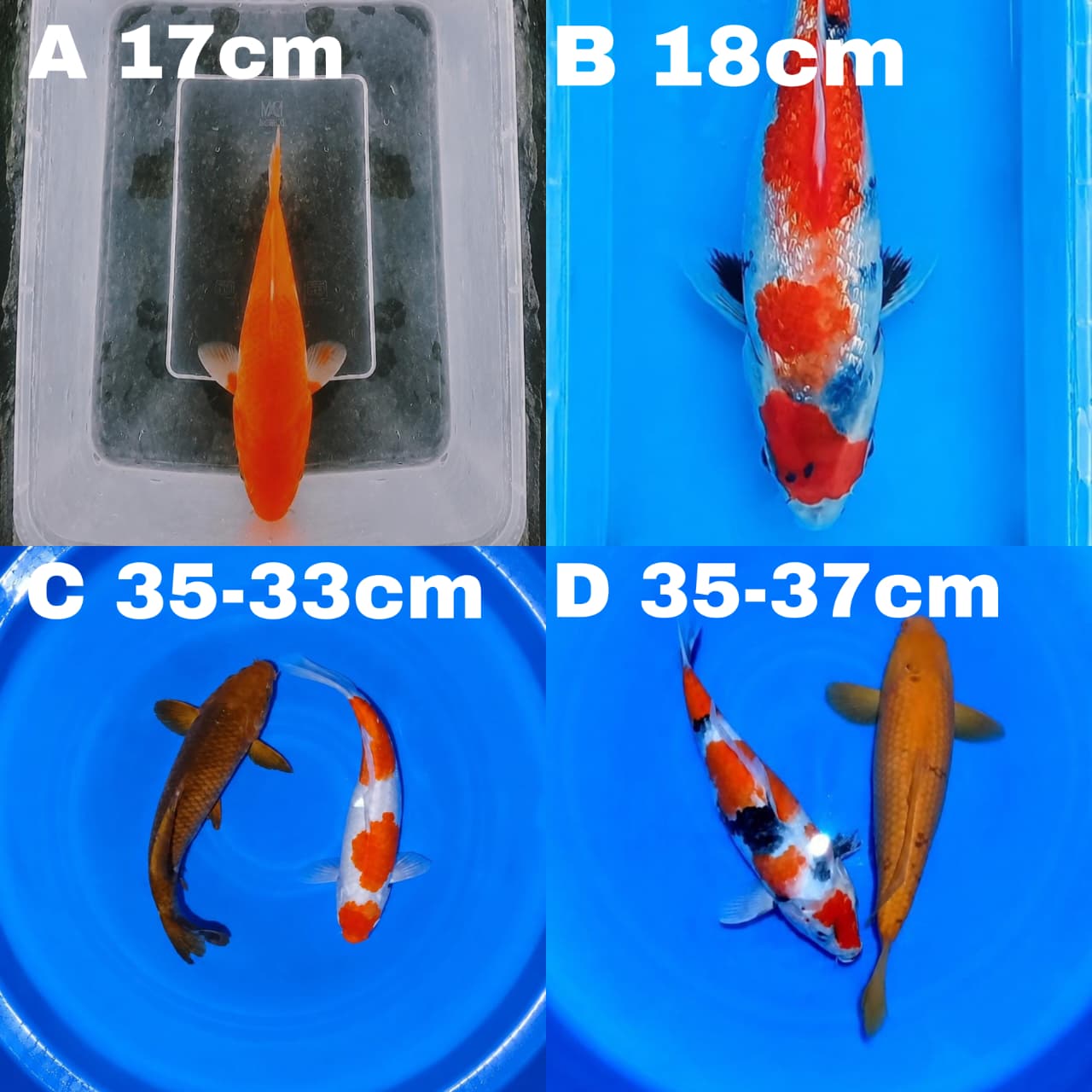 Lelang Koi Online, Jual Beli Ikan Koi, Pasar Koi Terbaik, Agen Lelang Koi, Penawaran Koi Berkualitas, Harga Jual Koi, Lelang Ikan Koi Import, Beli Koi Online, Jual Koi Murah, Koi Showroom, Penjual Koi Terpercaya, Lelang Koi Jakarta, Jual Koi Lokal, Koi Kualitas Unggul, Harga Terbaik Koi, Jual Koi Indukan, Lelang Ikan Hias Koi, Pasar Koi Indonesia, Beli Koi Berkualitas Tinggi, Koi Farm Terbesar, Jual Beli Koi Impor, Lelang Ikan Koi Kualitas Premium, Daftar Harga Koi Terbaru, Pusat Jual Beli Koi, Info Lelang Koi Hari Ini.