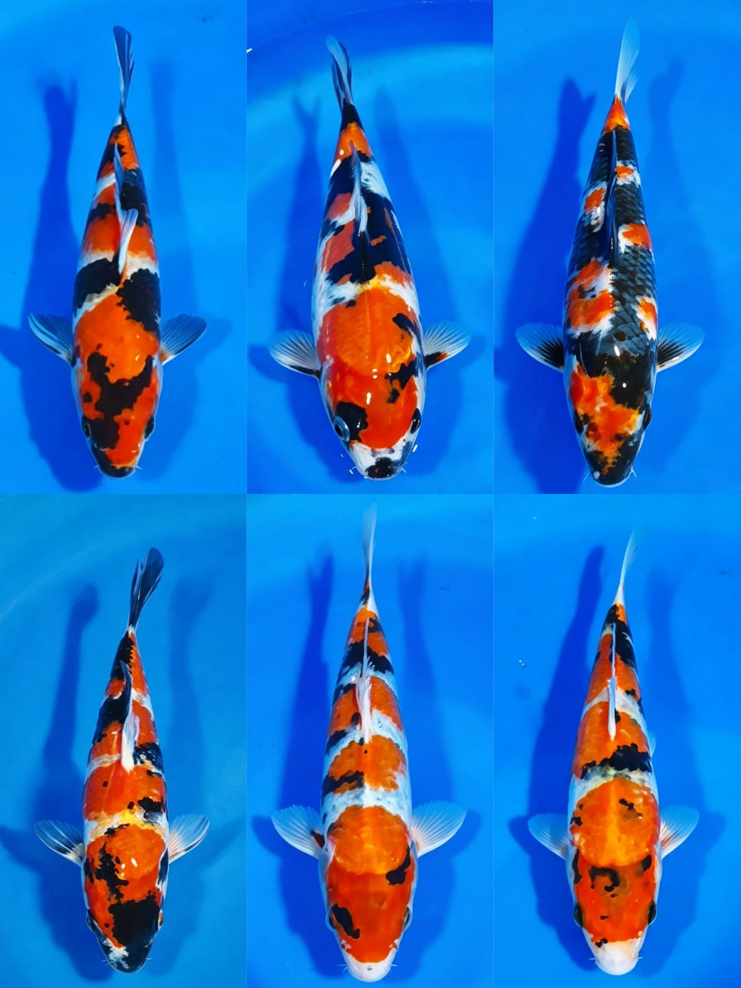 Lelang Koi Online, Jual Beli Ikan Koi, Pasar Koi Terbaik, Agen Lelang Koi, Penawaran Koi Berkualitas, Harga Jual Koi, Lelang Ikan Koi Import, Beli Koi Online, Jual Koi Murah, Koi Showroom, Penjual Koi Terpercaya, Lelang Koi Jakarta, Jual Koi Lokal, Koi Kualitas Unggul, Harga Terbaik Koi, Jual Koi Indukan, Lelang Ikan Hias Koi, Pasar Koi Indonesia, Beli Koi Berkualitas Tinggi, Koi Farm Terbesar, Jual Beli Koi Impor, Lelang Ikan Koi Kualitas Premium, Daftar Harga Koi Terbaru, Pusat Jual Beli Koi, Info Lelang Koi Hari Ini.