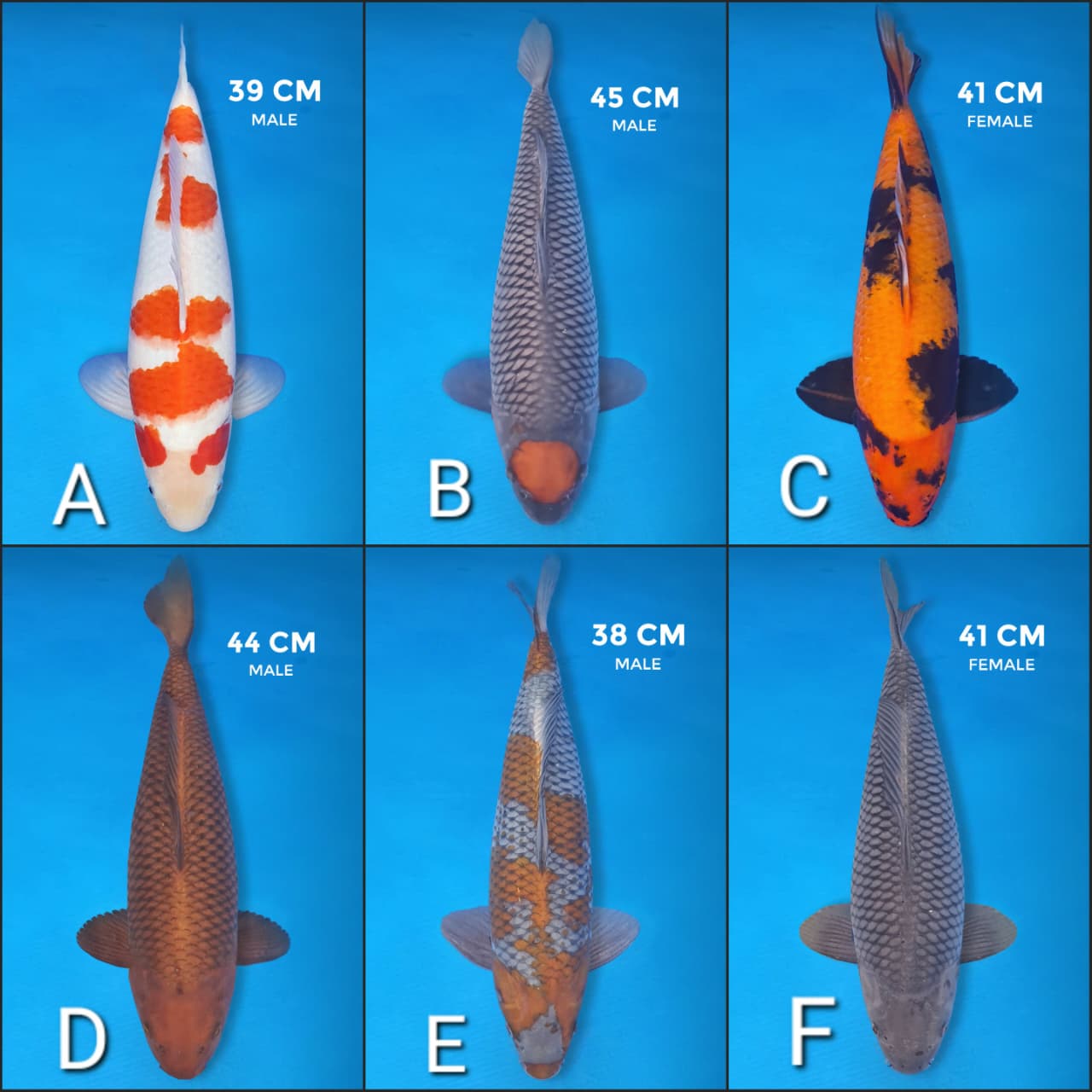 Lelang Koi Online, Jual Beli Ikan Koi, Pasar Koi Terbaik, Agen Lelang Koi, Penawaran Koi Berkualitas, Harga Jual Koi, Lelang Ikan Koi Import, Beli Koi Online, Jual Koi Murah, Koi Showroom, Penjual Koi Terpercaya, Lelang Koi Jakarta, Jual Koi Lokal, Koi Kualitas Unggul, Harga Terbaik Koi, Jual Koi Indukan, Lelang Ikan Hias Koi, Pasar Koi Indonesia, Beli Koi Berkualitas Tinggi, Koi Farm Terbesar, Jual Beli Koi Impor, Lelang Ikan Koi Kualitas Premium, Daftar Harga Koi Terbaru, Pusat Jual Beli Koi, Info Lelang Koi Hari Ini.