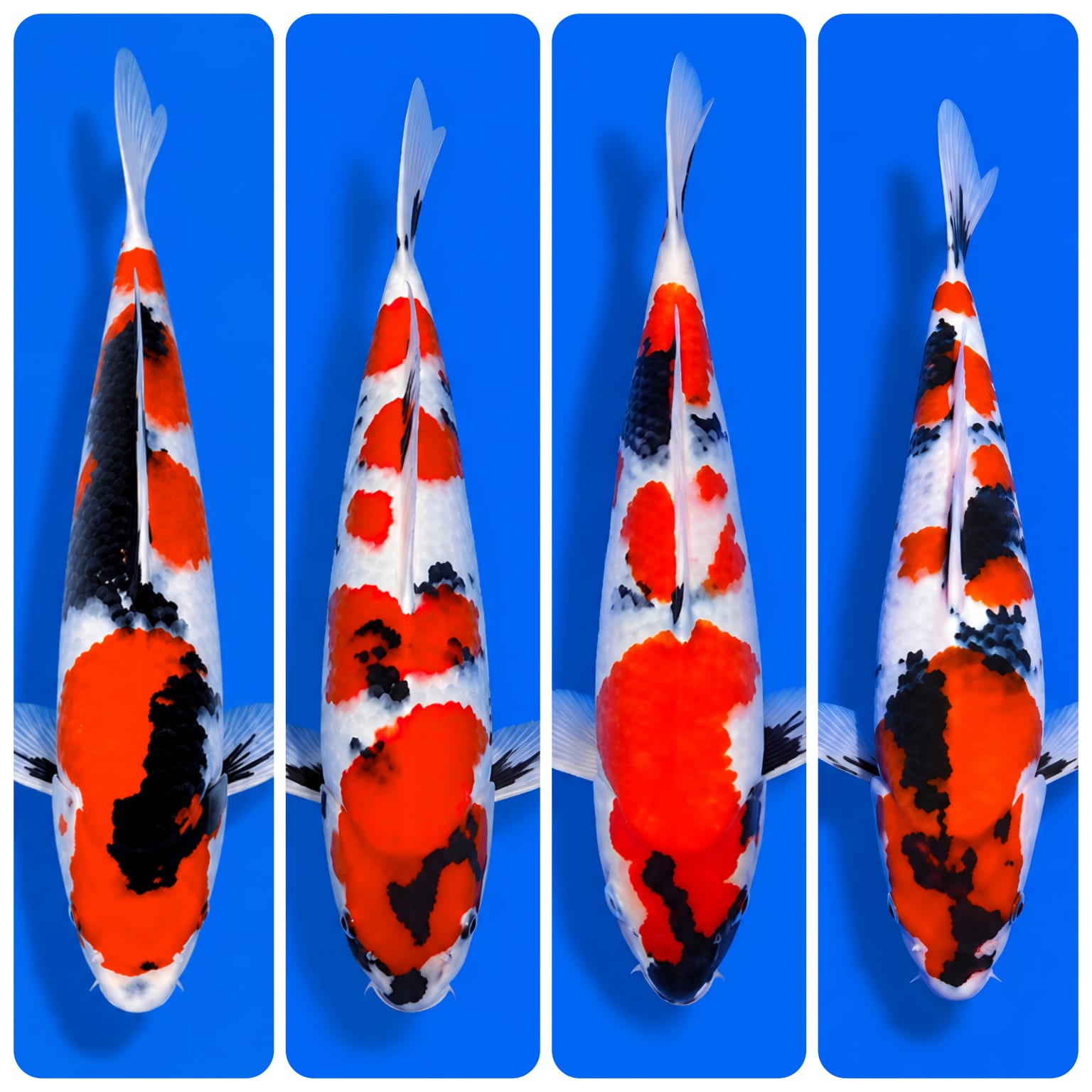 Lelang Koi Online, Jual Beli Ikan Koi, Pasar Koi Terbaik, Agen Lelang Koi, Penawaran Koi Berkualitas, Harga Jual Koi, Lelang Ikan Koi Import, Beli Koi Online, Jual Koi Murah, Koi Showroom, Penjual Koi Terpercaya, Lelang Koi Jakarta, Jual Koi Lokal, Koi Kualitas Unggul, Harga Terbaik Koi, Jual Koi Indukan, Lelang Ikan Hias Koi, Pasar Koi Indonesia, Beli Koi Berkualitas Tinggi, Koi Farm Terbesar, Jual Beli Koi Impor, Lelang Ikan Koi Kualitas Premium, Daftar Harga Koi Terbaru, Pusat Jual Beli Koi, Info Lelang Koi Hari Ini.
