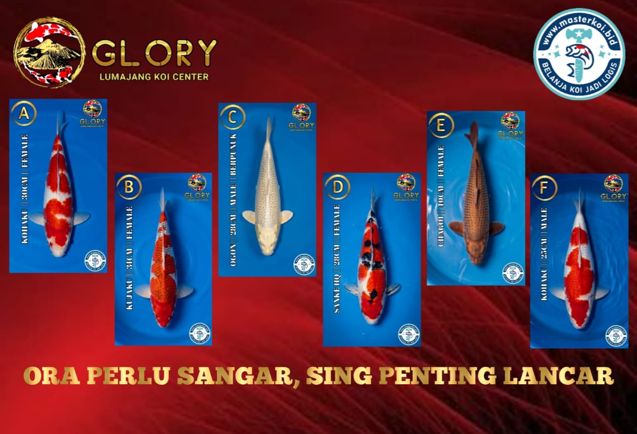 Lelang Koi Online, Jual Beli Ikan Koi, Pasar Koi Terbaik, Agen Lelang Koi, Penawaran Koi Berkualitas, Harga Jual Koi, Lelang Ikan Koi Import, Beli Koi Online, Jual Koi Murah, Koi Showroom, Penjual Koi Terpercaya, Lelang Koi Jakarta, Jual Koi Lokal, Koi Kualitas Unggul, Harga Terbaik Koi, Jual Koi Indukan, Lelang Ikan Hias Koi, Pasar Koi Indonesia, Beli Koi Berkualitas Tinggi, Koi Farm Terbesar, Jual Beli Koi Impor, Lelang Ikan Koi Kualitas Premium, Daftar Harga Koi Terbaru, Pusat Jual Beli Koi, Info Lelang Koi Hari Ini.