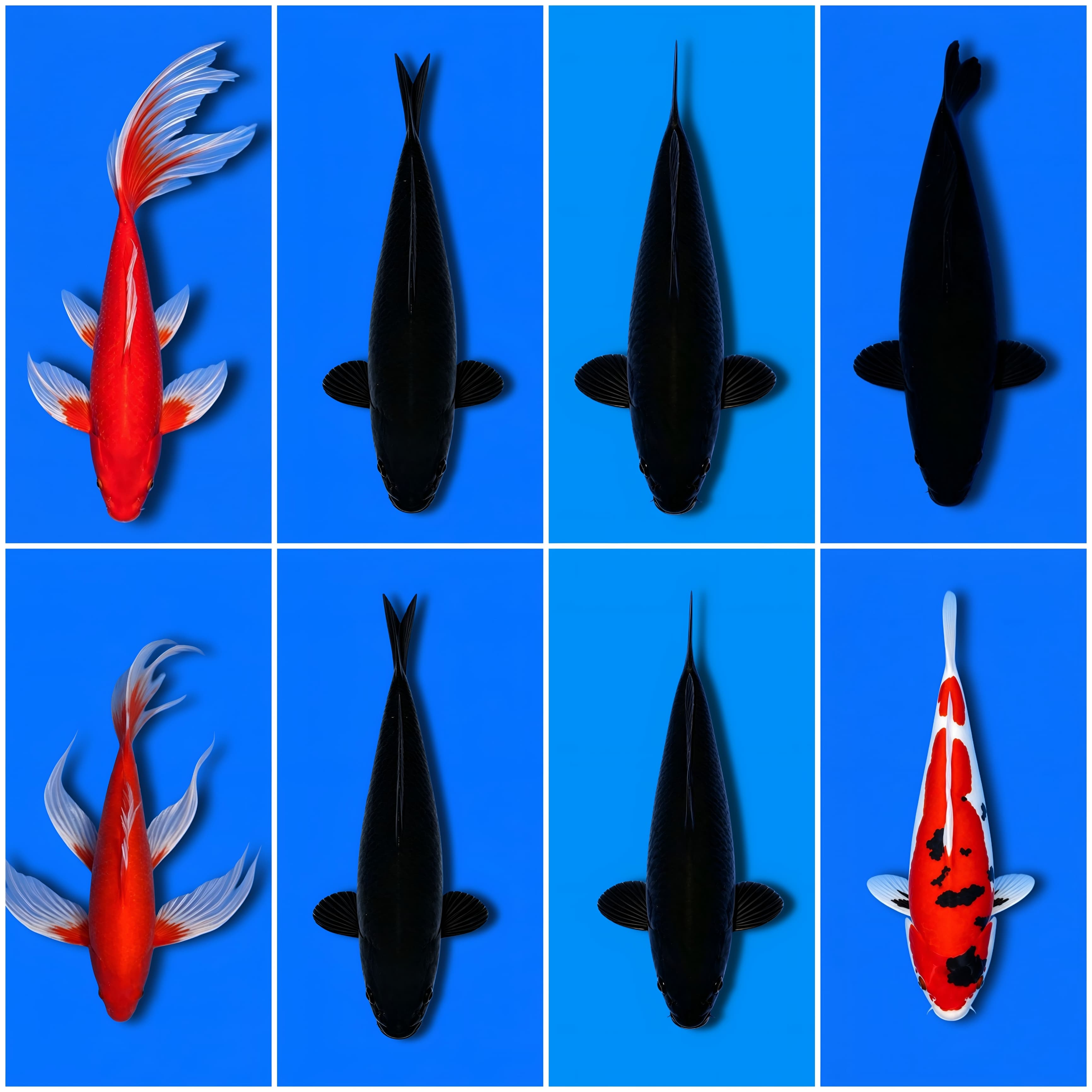 Lelang Koi Online, Jual Beli Ikan Koi, Pasar Koi Terbaik, Agen Lelang Koi, Penawaran Koi Berkualitas, Harga Jual Koi, Lelang Ikan Koi Import, Beli Koi Online, Jual Koi Murah, Koi Showroom, Penjual Koi Terpercaya, Lelang Koi Jakarta, Jual Koi Lokal, Koi Kualitas Unggul, Harga Terbaik Koi, Jual Koi Indukan, Lelang Ikan Hias Koi, Pasar Koi Indonesia, Beli Koi Berkualitas Tinggi, Koi Farm Terbesar, Jual Beli Koi Impor, Lelang Ikan Koi Kualitas Premium, Daftar Harga Koi Terbaru, Pusat Jual Beli Koi, Info Lelang Koi Hari Ini.
