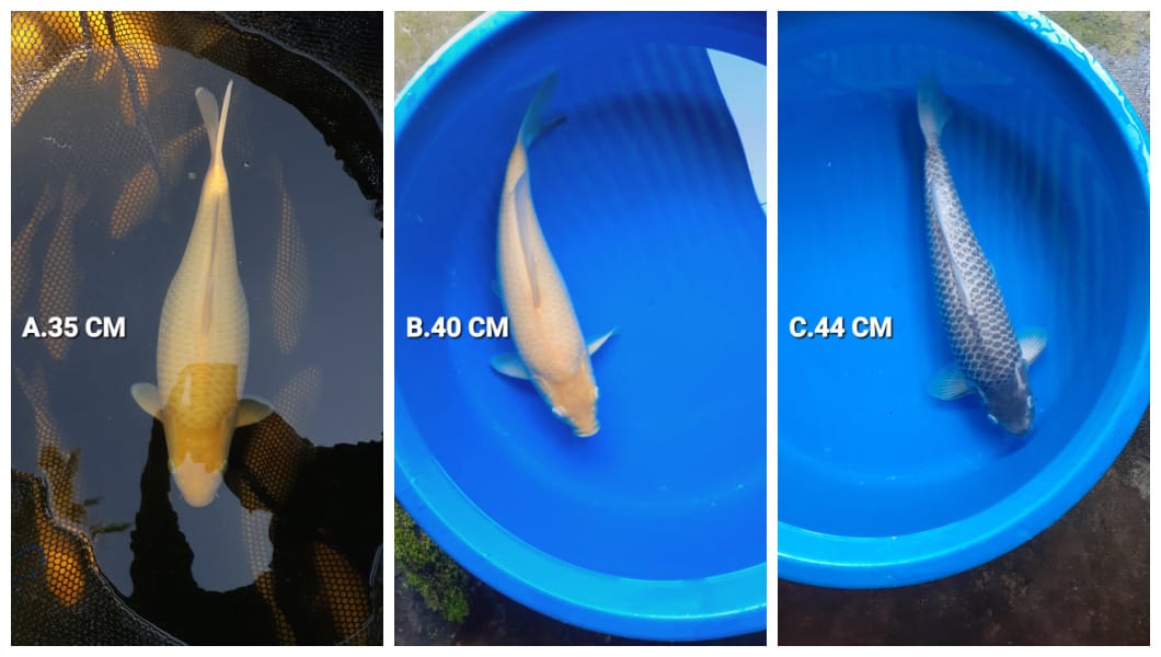 Lelang Koi Online, Jual Beli Ikan Koi, Pasar Koi Terbaik, Agen Lelang Koi, Penawaran Koi Berkualitas, Harga Jual Koi, Lelang Ikan Koi Import, Beli Koi Online, Jual Koi Murah, Koi Showroom, Penjual Koi Terpercaya, Lelang Koi Jakarta, Jual Koi Lokal, Koi Kualitas Unggul, Harga Terbaik Koi, Jual Koi Indukan, Lelang Ikan Hias Koi, Pasar Koi Indonesia, Beli Koi Berkualitas Tinggi, Koi Farm Terbesar, Jual Beli Koi Impor, Lelang Ikan Koi Kualitas Premium, Daftar Harga Koi Terbaru, Pusat Jual Beli Koi, Info Lelang Koi Hari Ini.