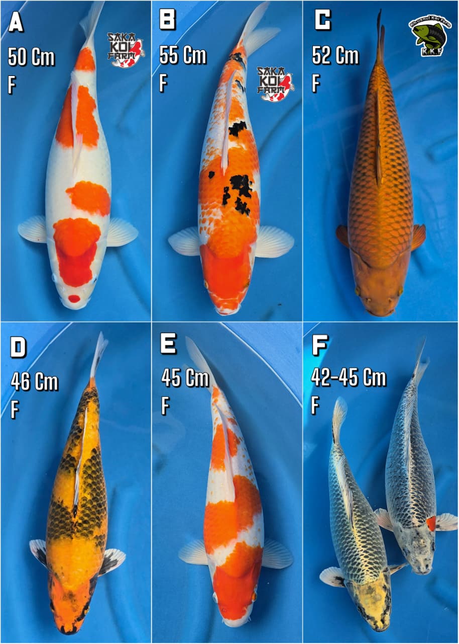 Lelang Koi Online, Jual Beli Ikan Koi, Pasar Koi Terbaik, Agen Lelang Koi, Penawaran Koi Berkualitas, Harga Jual Koi, Lelang Ikan Koi Import, Beli Koi Online, Jual Koi Murah, Koi Showroom, Penjual Koi Terpercaya, Lelang Koi Jakarta, Jual Koi Lokal, Koi Kualitas Unggul, Harga Terbaik Koi, Jual Koi Indukan, Lelang Ikan Hias Koi, Pasar Koi Indonesia, Beli Koi Berkualitas Tinggi, Koi Farm Terbesar, Jual Beli Koi Impor, Lelang Ikan Koi Kualitas Premium, Daftar Harga Koi Terbaru, Pusat Jual Beli Koi, Info Lelang Koi Hari Ini.