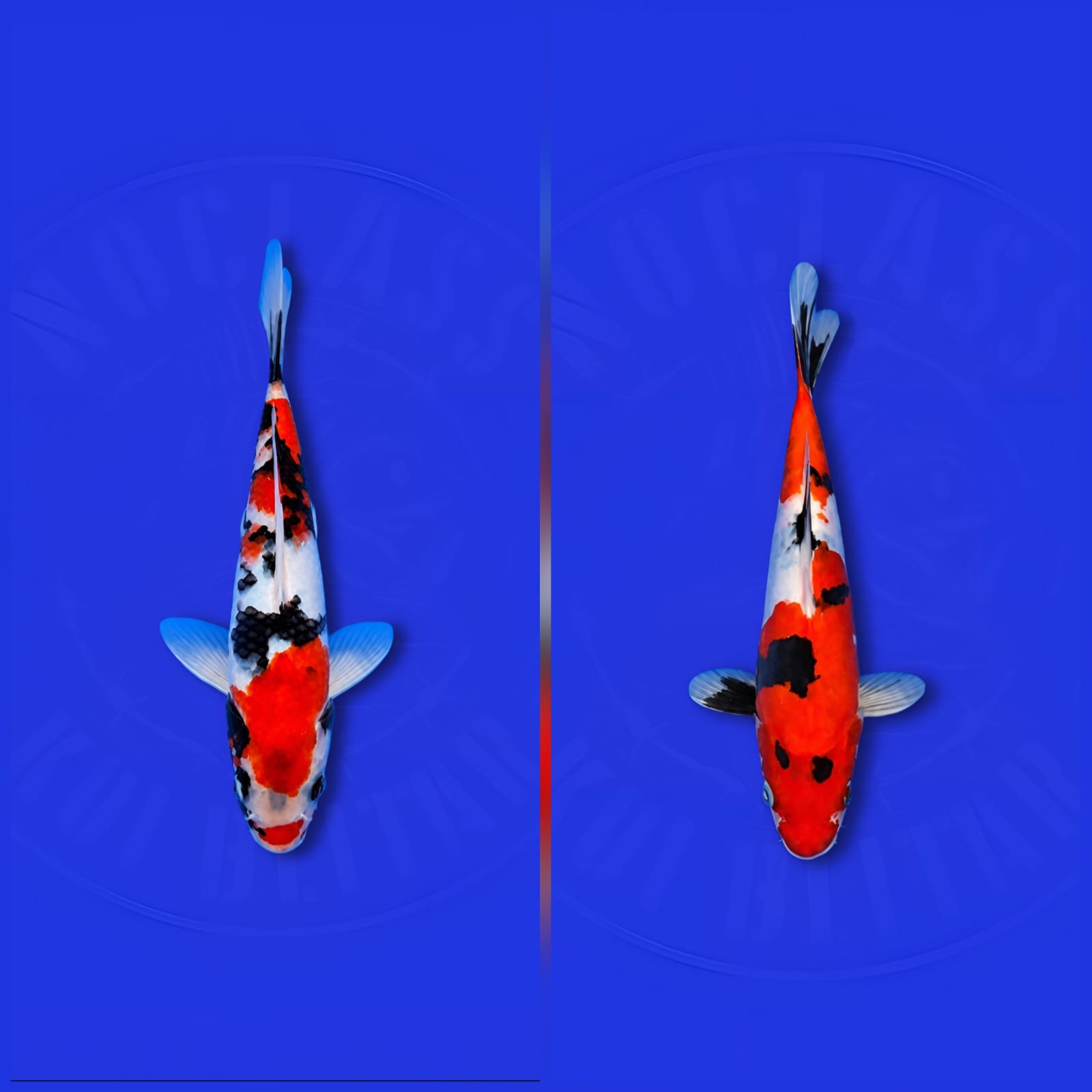 Lelang Koi Online, Jual Beli Ikan Koi, Pasar Koi Terbaik, Agen Lelang Koi, Penawaran Koi Berkualitas, Harga Jual Koi, Lelang Ikan Koi Import, Beli Koi Online, Jual Koi Murah, Koi Showroom, Penjual Koi Terpercaya, Lelang Koi Jakarta, Jual Koi Lokal, Koi Kualitas Unggul, Harga Terbaik Koi, Jual Koi Indukan, Lelang Ikan Hias Koi, Pasar Koi Indonesia, Beli Koi Berkualitas Tinggi, Koi Farm Terbesar, Jual Beli Koi Impor, Lelang Ikan Koi Kualitas Premium, Daftar Harga Koi Terbaru, Pusat Jual Beli Koi, Info Lelang Koi Hari Ini.