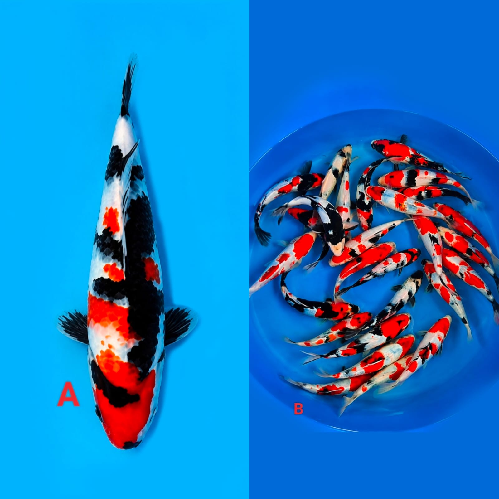 Lelang Koi Online, Jual Beli Ikan Koi, Pasar Koi Terbaik, Agen Lelang Koi, Penawaran Koi Berkualitas, Harga Jual Koi, Lelang Ikan Koi Import, Beli Koi Online, Jual Koi Murah, Koi Showroom, Penjual Koi Terpercaya, Lelang Koi Jakarta, Jual Koi Lokal, Koi Kualitas Unggul, Harga Terbaik Koi, Jual Koi Indukan, Lelang Ikan Hias Koi, Pasar Koi Indonesia, Beli Koi Berkualitas Tinggi, Koi Farm Terbesar, Jual Beli Koi Impor, Lelang Ikan Koi Kualitas Premium, Daftar Harga Koi Terbaru, Pusat Jual Beli Koi, Info Lelang Koi Hari Ini.