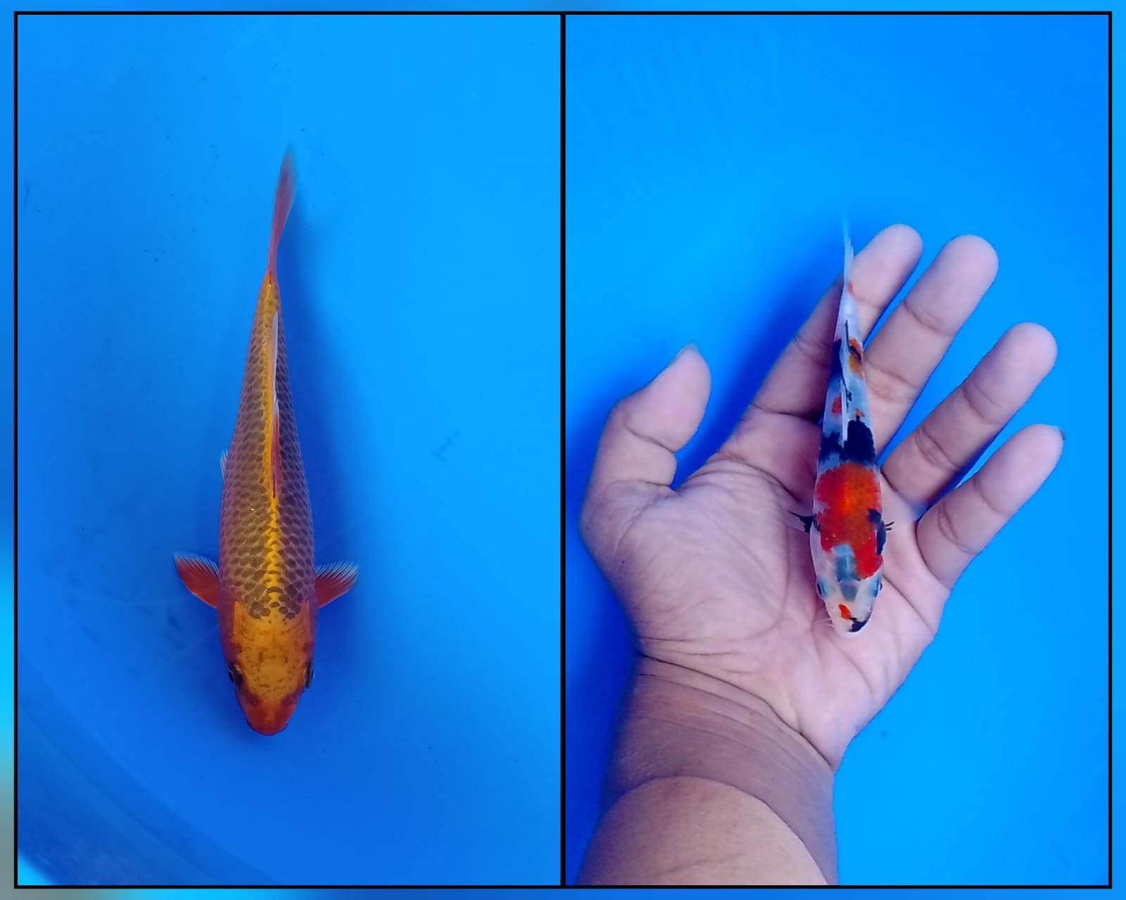 Lelang Koi Online, Jual Beli Ikan Koi, Pasar Koi Terbaik, Agen Lelang Koi, Penawaran Koi Berkualitas, Harga Jual Koi, Lelang Ikan Koi Import, Beli Koi Online, Jual Koi Murah, Koi Showroom, Penjual Koi Terpercaya, Lelang Koi Jakarta, Jual Koi Lokal, Koi Kualitas Unggul, Harga Terbaik Koi, Jual Koi Indukan, Lelang Ikan Hias Koi, Pasar Koi Indonesia, Beli Koi Berkualitas Tinggi, Koi Farm Terbesar, Jual Beli Koi Impor, Lelang Ikan Koi Kualitas Premium, Daftar Harga Koi Terbaru, Pusat Jual Beli Koi, Info Lelang Koi Hari Ini.