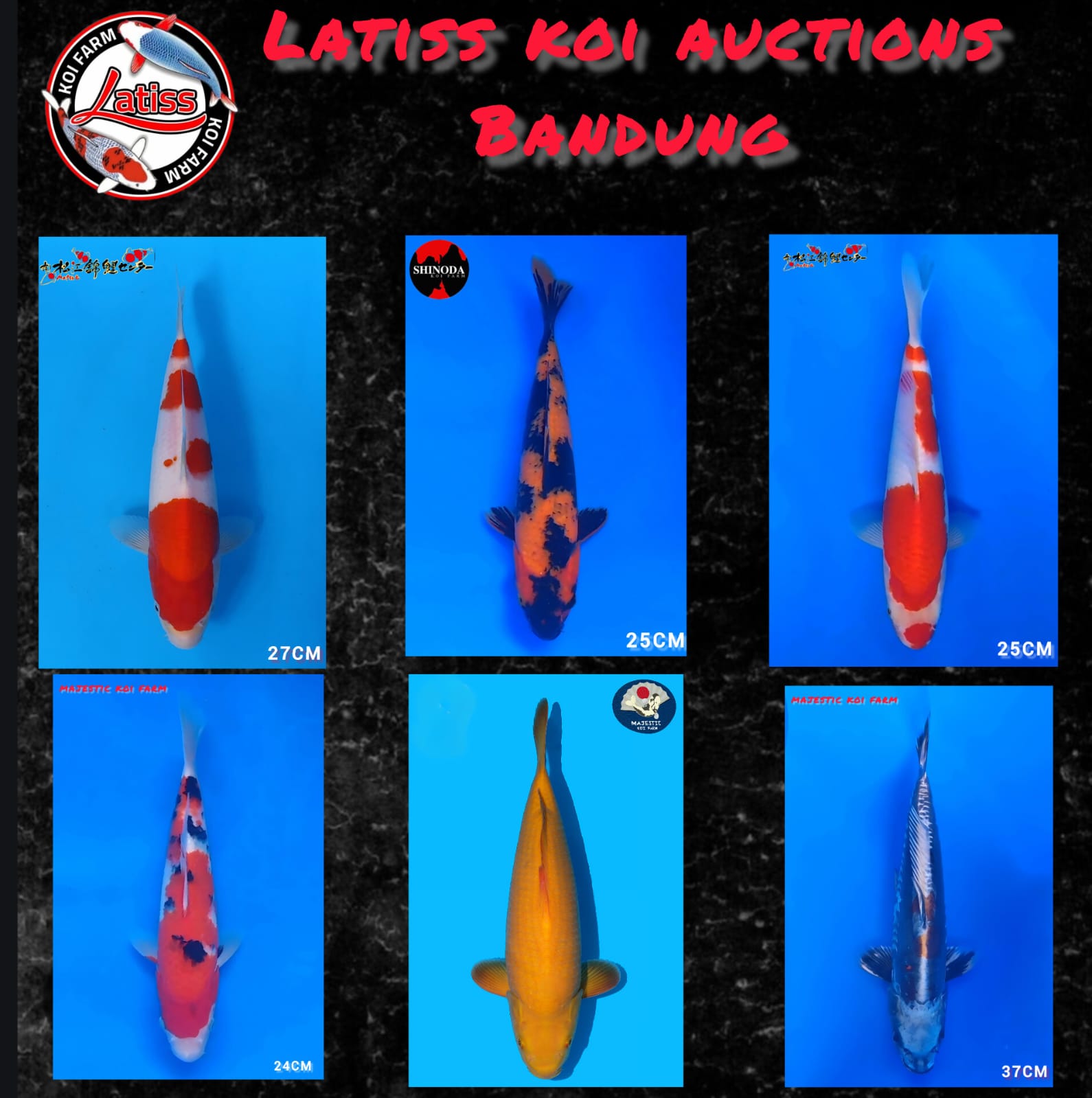 Lelang Koi Online, Jual Beli Ikan Koi, Pasar Koi Terbaik, Agen Lelang Koi, Penawaran Koi Berkualitas, Harga Jual Koi, Lelang Ikan Koi Import, Beli Koi Online, Jual Koi Murah, Koi Showroom, Penjual Koi Terpercaya, Lelang Koi Jakarta, Jual Koi Lokal, Koi Kualitas Unggul, Harga Terbaik Koi, Jual Koi Indukan, Lelang Ikan Hias Koi, Pasar Koi Indonesia, Beli Koi Berkualitas Tinggi, Koi Farm Terbesar, Jual Beli Koi Impor, Lelang Ikan Koi Kualitas Premium, Daftar Harga Koi Terbaru, Pusat Jual Beli Koi, Info Lelang Koi Hari Ini.