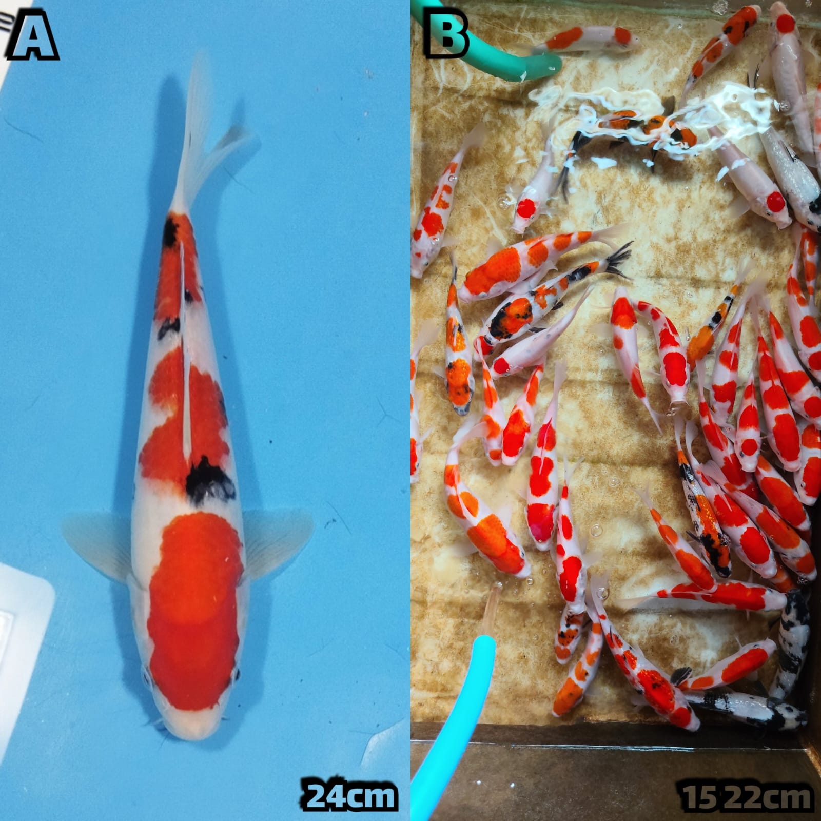 Lelang Koi Online, Jual Beli Ikan Koi, Pasar Koi Terbaik, Agen Lelang Koi, Penawaran Koi Berkualitas, Harga Jual Koi, Lelang Ikan Koi Import, Beli Koi Online, Jual Koi Murah, Koi Showroom, Penjual Koi Terpercaya, Lelang Koi Jakarta, Jual Koi Lokal, Koi Kualitas Unggul, Harga Terbaik Koi, Jual Koi Indukan, Lelang Ikan Hias Koi, Pasar Koi Indonesia, Beli Koi Berkualitas Tinggi, Koi Farm Terbesar, Jual Beli Koi Impor, Lelang Ikan Koi Kualitas Premium, Daftar Harga Koi Terbaru, Pusat Jual Beli Koi, Info Lelang Koi Hari Ini.