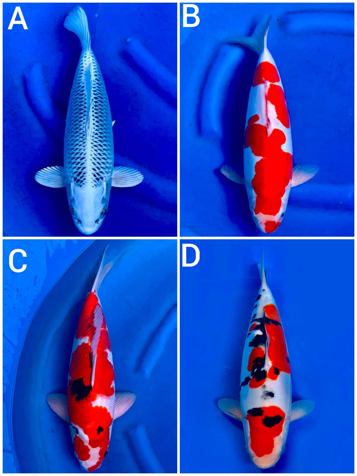 Lelang Koi Online, Jual Beli Ikan Koi, Pasar Koi Terbaik, Agen Lelang Koi, Penawaran Koi Berkualitas, Harga Jual Koi, Lelang Ikan Koi Import, Beli Koi Online, Jual Koi Murah, Koi Showroom, Penjual Koi Terpercaya, Lelang Koi Jakarta, Jual Koi Lokal, Koi Kualitas Unggul, Harga Terbaik Koi, Jual Koi Indukan, Lelang Ikan Hias Koi, Pasar Koi Indonesia, Beli Koi Berkualitas Tinggi, Koi Farm Terbesar, Jual Beli Koi Impor, Lelang Ikan Koi Kualitas Premium, Daftar Harga Koi Terbaru, Pusat Jual Beli Koi, Info Lelang Koi Hari Ini.