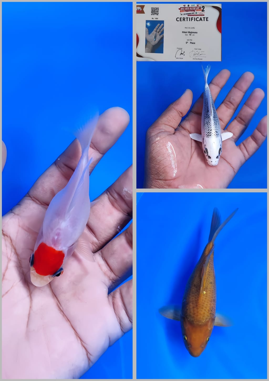 Lelang Koi Online, Jual Beli Ikan Koi, Pasar Koi Terbaik, Agen Lelang Koi, Penawaran Koi Berkualitas, Harga Jual Koi, Lelang Ikan Koi Import, Beli Koi Online, Jual Koi Murah, Koi Showroom, Penjual Koi Terpercaya, Lelang Koi Jakarta, Jual Koi Lokal, Koi Kualitas Unggul, Harga Terbaik Koi, Jual Koi Indukan, Lelang Ikan Hias Koi, Pasar Koi Indonesia, Beli Koi Berkualitas Tinggi, Koi Farm Terbesar, Jual Beli Koi Impor, Lelang Ikan Koi Kualitas Premium, Daftar Harga Koi Terbaru, Pusat Jual Beli Koi, Info Lelang Koi Hari Ini.