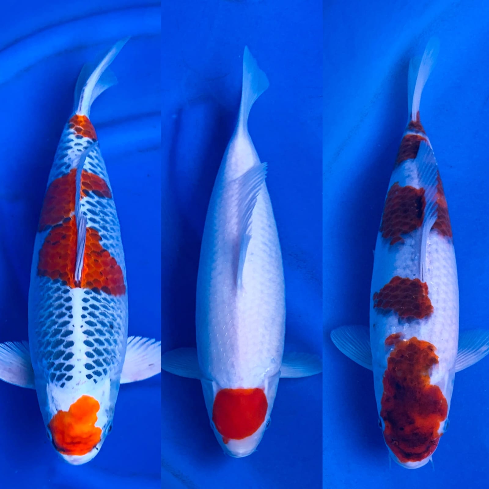Lelang Koi Online, Jual Beli Ikan Koi, Pasar Koi Terbaik, Agen Lelang Koi, Penawaran Koi Berkualitas, Harga Jual Koi, Lelang Ikan Koi Import, Beli Koi Online, Jual Koi Murah, Koi Showroom, Penjual Koi Terpercaya, Lelang Koi Jakarta, Jual Koi Lokal, Koi Kualitas Unggul, Harga Terbaik Koi, Jual Koi Indukan, Lelang Ikan Hias Koi, Pasar Koi Indonesia, Beli Koi Berkualitas Tinggi, Koi Farm Terbesar, Jual Beli Koi Impor, Lelang Ikan Koi Kualitas Premium, Daftar Harga Koi Terbaru, Pusat Jual Beli Koi, Info Lelang Koi Hari Ini.