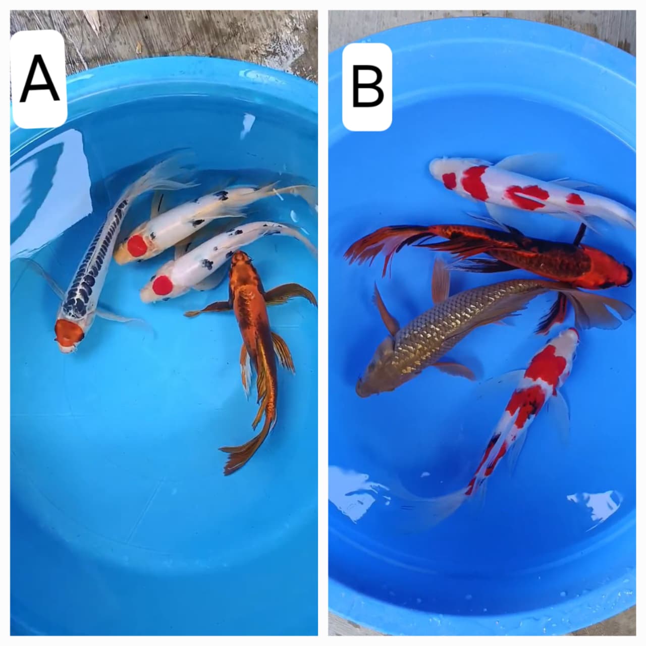 Lelang Koi Online, Jual Beli Ikan Koi, Pasar Koi Terbaik, Agen Lelang Koi, Penawaran Koi Berkualitas, Harga Jual Koi, Lelang Ikan Koi Import, Beli Koi Online, Jual Koi Murah, Koi Showroom, Penjual Koi Terpercaya, Lelang Koi Jakarta, Jual Koi Lokal, Koi Kualitas Unggul, Harga Terbaik Koi, Jual Koi Indukan, Lelang Ikan Hias Koi, Pasar Koi Indonesia, Beli Koi Berkualitas Tinggi, Koi Farm Terbesar, Jual Beli Koi Impor, Lelang Ikan Koi Kualitas Premium, Daftar Harga Koi Terbaru, Pusat Jual Beli Koi, Info Lelang Koi Hari Ini.