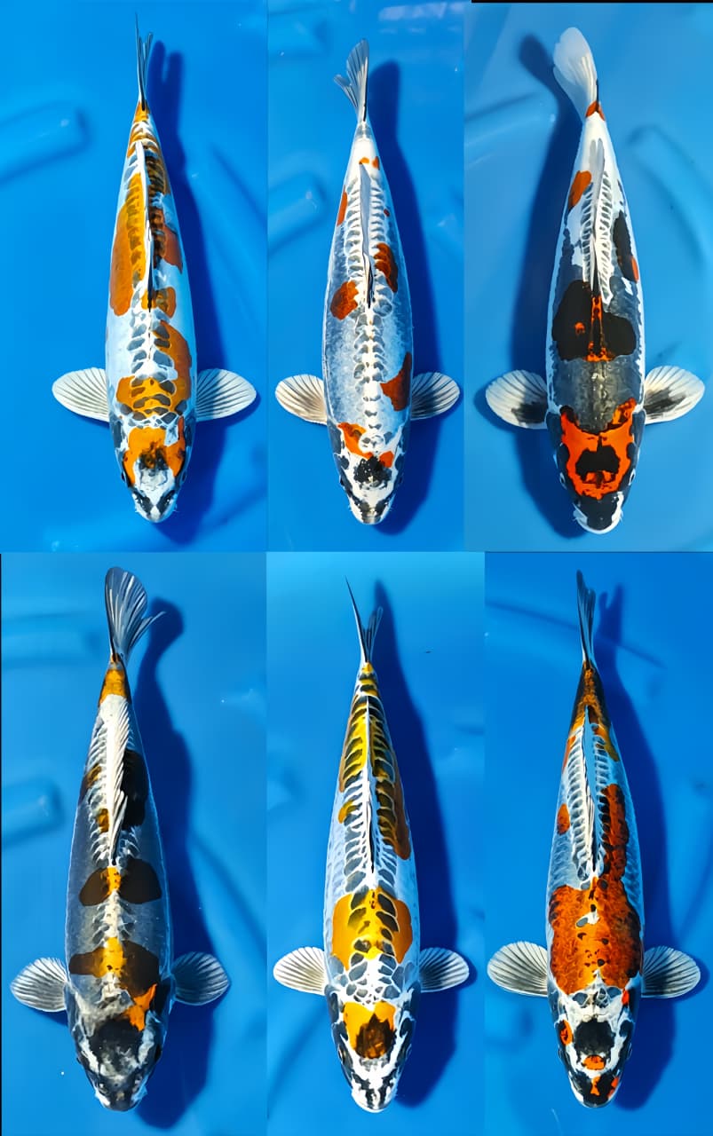 Lelang Koi Online, Jual Beli Ikan Koi, Pasar Koi Terbaik, Agen Lelang Koi, Penawaran Koi Berkualitas, Harga Jual Koi, Lelang Ikan Koi Import, Beli Koi Online, Jual Koi Murah, Koi Showroom, Penjual Koi Terpercaya, Lelang Koi Jakarta, Jual Koi Lokal, Koi Kualitas Unggul, Harga Terbaik Koi, Jual Koi Indukan, Lelang Ikan Hias Koi, Pasar Koi Indonesia, Beli Koi Berkualitas Tinggi, Koi Farm Terbesar, Jual Beli Koi Impor, Lelang Ikan Koi Kualitas Premium, Daftar Harga Koi Terbaru, Pusat Jual Beli Koi, Info Lelang Koi Hari Ini.