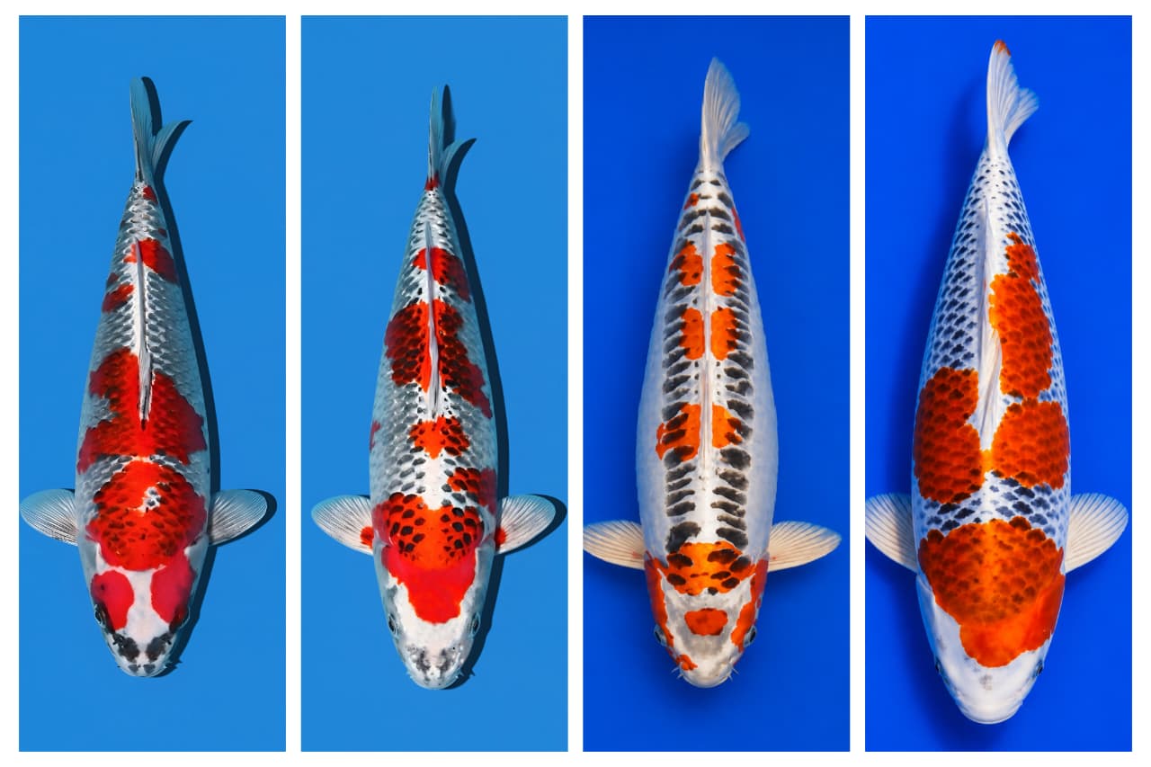 Lelang Koi Online, Jual Beli Ikan Koi, Pasar Koi Terbaik, Agen Lelang Koi, Penawaran Koi Berkualitas, Harga Jual Koi, Lelang Ikan Koi Import, Beli Koi Online, Jual Koi Murah, Koi Showroom, Penjual Koi Terpercaya, Lelang Koi Jakarta, Jual Koi Lokal, Koi Kualitas Unggul, Harga Terbaik Koi, Jual Koi Indukan, Lelang Ikan Hias Koi, Pasar Koi Indonesia, Beli Koi Berkualitas Tinggi, Koi Farm Terbesar, Jual Beli Koi Impor, Lelang Ikan Koi Kualitas Premium, Daftar Harga Koi Terbaru, Pusat Jual Beli Koi, Info Lelang Koi Hari Ini.