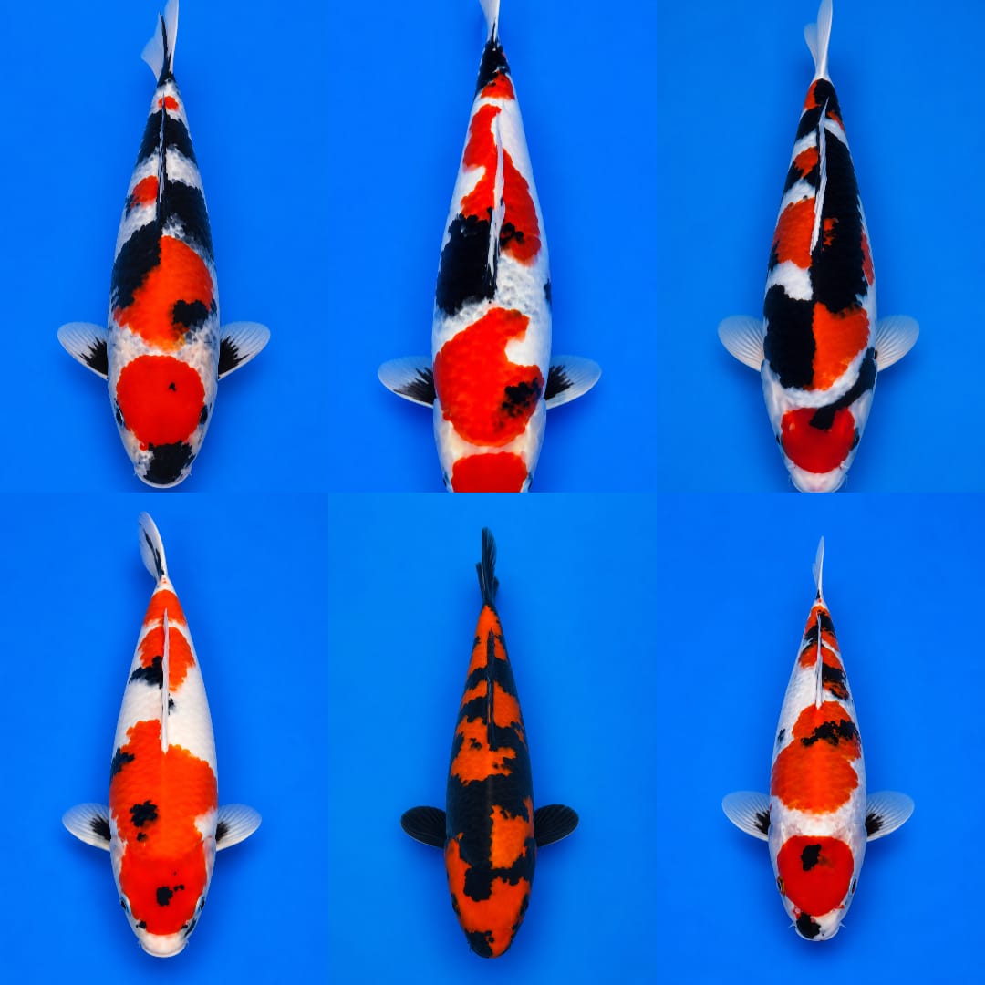 Lelang Koi Online, Jual Beli Ikan Koi, Pasar Koi Terbaik, Agen Lelang Koi, Penawaran Koi Berkualitas, Harga Jual Koi, Lelang Ikan Koi Import, Beli Koi Online, Jual Koi Murah, Koi Showroom, Penjual Koi Terpercaya, Lelang Koi Jakarta, Jual Koi Lokal, Koi Kualitas Unggul, Harga Terbaik Koi, Jual Koi Indukan, Lelang Ikan Hias Koi, Pasar Koi Indonesia, Beli Koi Berkualitas Tinggi, Koi Farm Terbesar, Jual Beli Koi Impor, Lelang Ikan Koi Kualitas Premium, Daftar Harga Koi Terbaru, Pusat Jual Beli Koi, Info Lelang Koi Hari Ini.