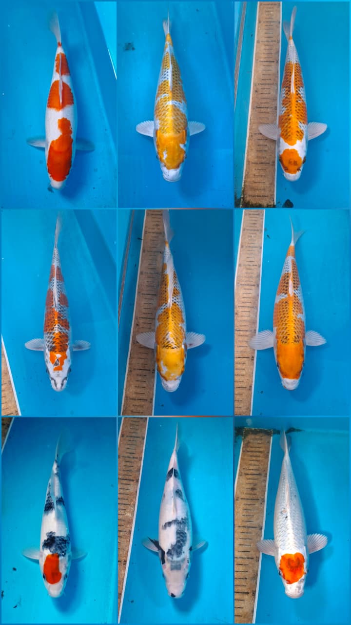 Lelang Koi Online, Jual Beli Ikan Koi, Pasar Koi Terbaik, Agen Lelang Koi, Penawaran Koi Berkualitas, Harga Jual Koi, Lelang Ikan Koi Import, Beli Koi Online, Jual Koi Murah, Koi Showroom, Penjual Koi Terpercaya, Lelang Koi Jakarta, Jual Koi Lokal, Koi Kualitas Unggul, Harga Terbaik Koi, Jual Koi Indukan, Lelang Ikan Hias Koi, Pasar Koi Indonesia, Beli Koi Berkualitas Tinggi, Koi Farm Terbesar, Jual Beli Koi Impor, Lelang Ikan Koi Kualitas Premium, Daftar Harga Koi Terbaru, Pusat Jual Beli Koi, Info Lelang Koi Hari Ini.