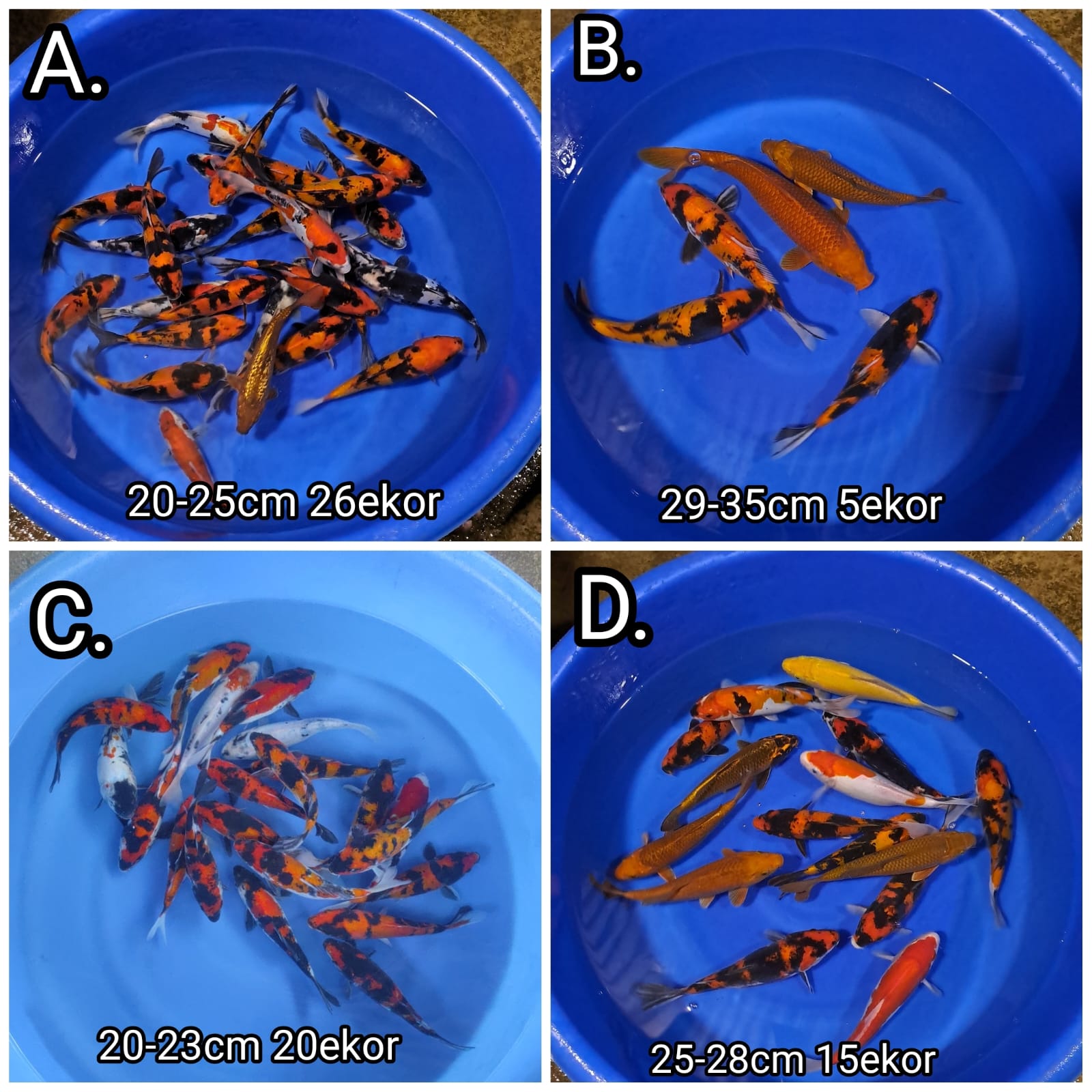 Lelang Koi Online, Jual Beli Ikan Koi, Pasar Koi Terbaik, Agen Lelang Koi, Penawaran Koi Berkualitas, Harga Jual Koi, Lelang Ikan Koi Import, Beli Koi Online, Jual Koi Murah, Koi Showroom, Penjual Koi Terpercaya, Lelang Koi Jakarta, Jual Koi Lokal, Koi Kualitas Unggul, Harga Terbaik Koi, Jual Koi Indukan, Lelang Ikan Hias Koi, Pasar Koi Indonesia, Beli Koi Berkualitas Tinggi, Koi Farm Terbesar, Jual Beli Koi Impor, Lelang Ikan Koi Kualitas Premium, Daftar Harga Koi Terbaru, Pusat Jual Beli Koi, Info Lelang Koi Hari Ini.