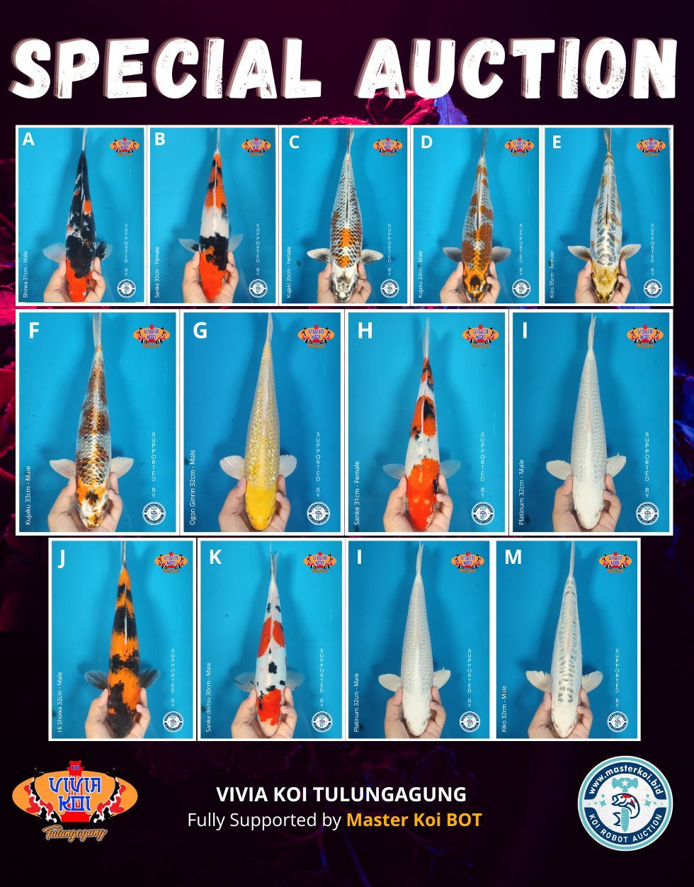 Lelang Koi Online, Jual Beli Ikan Koi, Pasar Koi Terbaik, Agen Lelang Koi, Penawaran Koi Berkualitas, Harga Jual Koi, Lelang Ikan Koi Import, Beli Koi Online, Jual Koi Murah, Koi Showroom, Penjual Koi Terpercaya, Lelang Koi Jakarta, Jual Koi Lokal, Koi Kualitas Unggul, Harga Terbaik Koi, Jual Koi Indukan, Lelang Ikan Hias Koi, Pasar Koi Indonesia, Beli Koi Berkualitas Tinggi, Koi Farm Terbesar, Jual Beli Koi Impor, Lelang Ikan Koi Kualitas Premium, Daftar Harga Koi Terbaru, Pusat Jual Beli Koi, Info Lelang Koi Hari Ini.