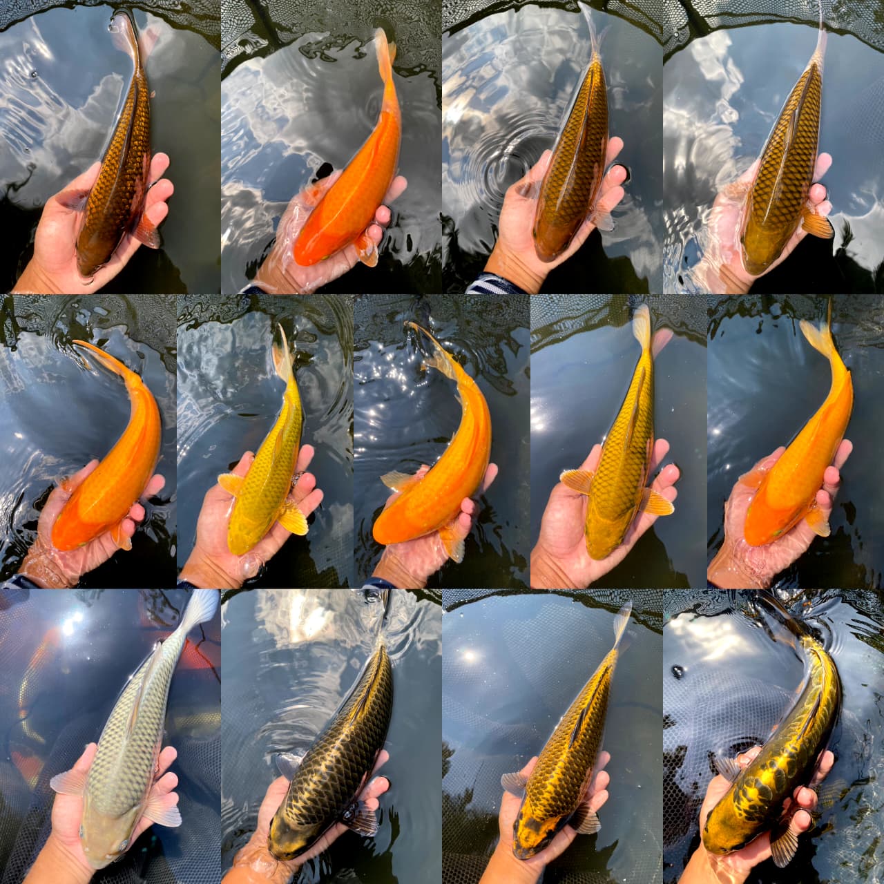 Lelang Koi Online, Jual Beli Ikan Koi, Pasar Koi Terbaik, Agen Lelang Koi, Penawaran Koi Berkualitas, Harga Jual Koi, Lelang Ikan Koi Import, Beli Koi Online, Jual Koi Murah, Koi Showroom, Penjual Koi Terpercaya, Lelang Koi Jakarta, Jual Koi Lokal, Koi Kualitas Unggul, Harga Terbaik Koi, Jual Koi Indukan, Lelang Ikan Hias Koi, Pasar Koi Indonesia, Beli Koi Berkualitas Tinggi, Koi Farm Terbesar, Jual Beli Koi Impor, Lelang Ikan Koi Kualitas Premium, Daftar Harga Koi Terbaru, Pusat Jual Beli Koi, Info Lelang Koi Hari Ini.