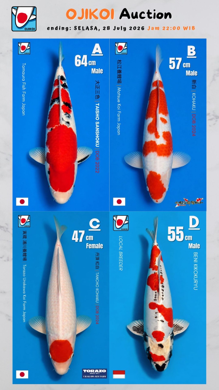 Lelang Koi Online, Jual Beli Ikan Koi, Pasar Koi Terbaik, Agen Lelang Koi, Penawaran Koi Berkualitas, Harga Jual Koi, Lelang Ikan Koi Import, Beli Koi Online, Jual Koi Murah, Koi Showroom, Penjual Koi Terpercaya, Lelang Koi Jakarta, Jual Koi Lokal, Koi Kualitas Unggul, Harga Terbaik Koi, Jual Koi Indukan, Lelang Ikan Hias Koi, Pasar Koi Indonesia, Beli Koi Berkualitas Tinggi, Koi Farm Terbesar, Jual Beli Koi Impor, Lelang Ikan Koi Kualitas Premium, Daftar Harga Koi Terbaru, Pusat Jual Beli Koi, Info Lelang Koi Hari Ini.