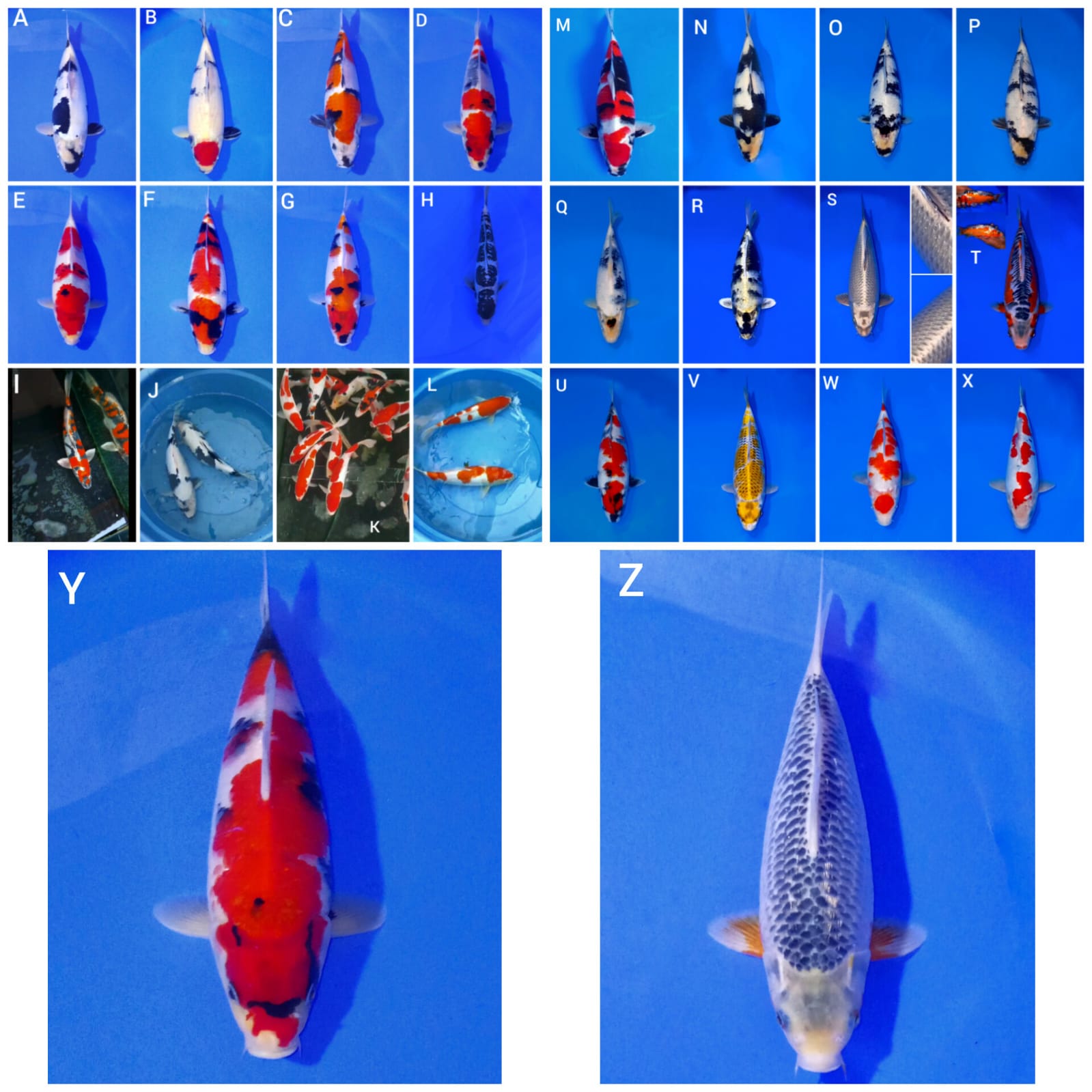 Lelang Koi Online, Jual Beli Ikan Koi, Pasar Koi Terbaik, Agen Lelang Koi, Penawaran Koi Berkualitas, Harga Jual Koi, Lelang Ikan Koi Import, Beli Koi Online, Jual Koi Murah, Koi Showroom, Penjual Koi Terpercaya, Lelang Koi Jakarta, Jual Koi Lokal, Koi Kualitas Unggul, Harga Terbaik Koi, Jual Koi Indukan, Lelang Ikan Hias Koi, Pasar Koi Indonesia, Beli Koi Berkualitas Tinggi, Koi Farm Terbesar, Jual Beli Koi Impor, Lelang Ikan Koi Kualitas Premium, Daftar Harga Koi Terbaru, Pusat Jual Beli Koi, Info Lelang Koi Hari Ini.