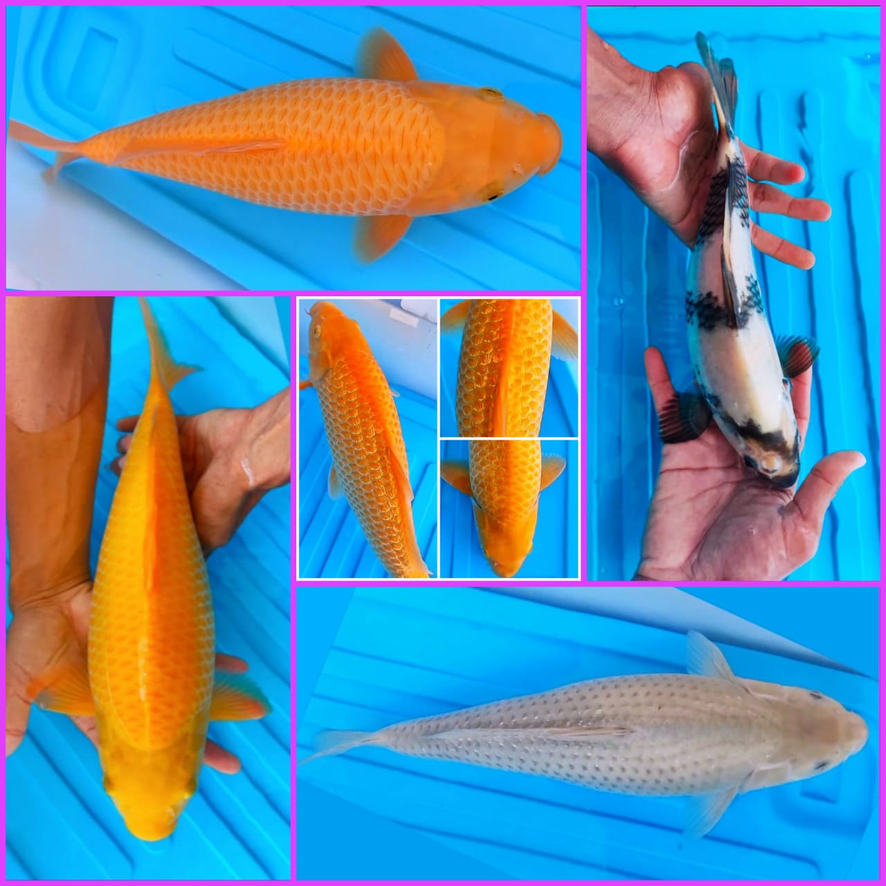 Lelang Koi Online, Jual Beli Ikan Koi, Pasar Koi Terbaik, Agen Lelang Koi, Penawaran Koi Berkualitas, Harga Jual Koi, Lelang Ikan Koi Import, Beli Koi Online, Jual Koi Murah, Koi Showroom, Penjual Koi Terpercaya, Lelang Koi Jakarta, Jual Koi Lokal, Koi Kualitas Unggul, Harga Terbaik Koi, Jual Koi Indukan, Lelang Ikan Hias Koi, Pasar Koi Indonesia, Beli Koi Berkualitas Tinggi, Koi Farm Terbesar, Jual Beli Koi Impor, Lelang Ikan Koi Kualitas Premium, Daftar Harga Koi Terbaru, Pusat Jual Beli Koi, Info Lelang Koi Hari Ini.