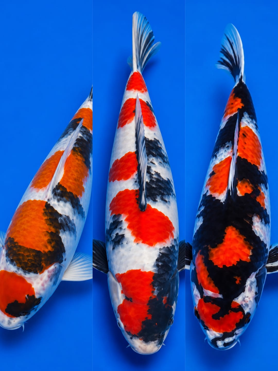 Lelang Koi Online, Jual Beli Ikan Koi, Pasar Koi Terbaik, Agen Lelang Koi, Penawaran Koi Berkualitas, Harga Jual Koi, Lelang Ikan Koi Import, Beli Koi Online, Jual Koi Murah, Koi Showroom, Penjual Koi Terpercaya, Lelang Koi Jakarta, Jual Koi Lokal, Koi Kualitas Unggul, Harga Terbaik Koi, Jual Koi Indukan, Lelang Ikan Hias Koi, Pasar Koi Indonesia, Beli Koi Berkualitas Tinggi, Koi Farm Terbesar, Jual Beli Koi Impor, Lelang Ikan Koi Kualitas Premium, Daftar Harga Koi Terbaru, Pusat Jual Beli Koi, Info Lelang Koi Hari Ini.