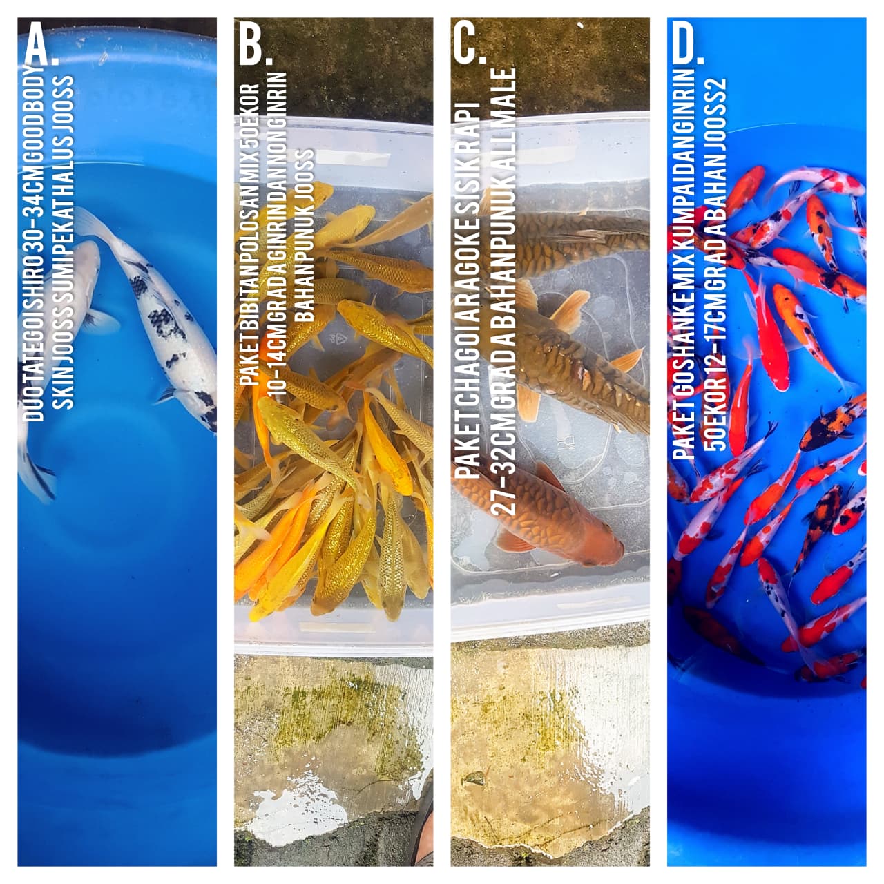 Lelang Koi Online, Jual Beli Ikan Koi, Pasar Koi Terbaik, Agen Lelang Koi, Penawaran Koi Berkualitas, Harga Jual Koi, Lelang Ikan Koi Import, Beli Koi Online, Jual Koi Murah, Koi Showroom, Penjual Koi Terpercaya, Lelang Koi Jakarta, Jual Koi Lokal, Koi Kualitas Unggul, Harga Terbaik Koi, Jual Koi Indukan, Lelang Ikan Hias Koi, Pasar Koi Indonesia, Beli Koi Berkualitas Tinggi, Koi Farm Terbesar, Jual Beli Koi Impor, Lelang Ikan Koi Kualitas Premium, Daftar Harga Koi Terbaru, Pusat Jual Beli Koi, Info Lelang Koi Hari Ini.