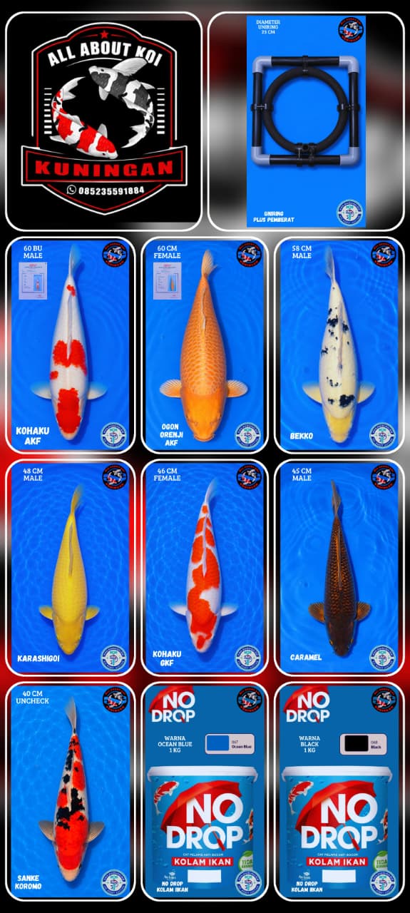 Lelang Koi Online, Jual Beli Ikan Koi, Pasar Koi Terbaik, Agen Lelang Koi, Penawaran Koi Berkualitas, Harga Jual Koi, Lelang Ikan Koi Import, Beli Koi Online, Jual Koi Murah, Koi Showroom, Penjual Koi Terpercaya, Lelang Koi Jakarta, Jual Koi Lokal, Koi Kualitas Unggul, Harga Terbaik Koi, Jual Koi Indukan, Lelang Ikan Hias Koi, Pasar Koi Indonesia, Beli Koi Berkualitas Tinggi, Koi Farm Terbesar, Jual Beli Koi Impor, Lelang Ikan Koi Kualitas Premium, Daftar Harga Koi Terbaru, Pusat Jual Beli Koi, Info Lelang Koi Hari Ini.