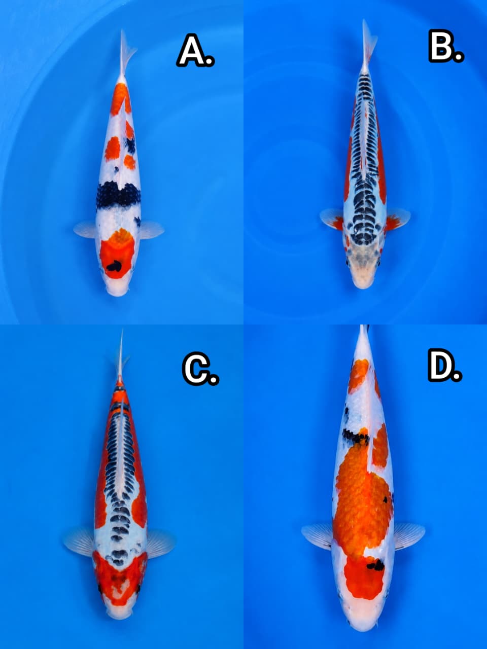 Lelang Koi Online, Jual Beli Ikan Koi, Pasar Koi Terbaik, Agen Lelang Koi, Penawaran Koi Berkualitas, Harga Jual Koi, Lelang Ikan Koi Import, Beli Koi Online, Jual Koi Murah, Koi Showroom, Penjual Koi Terpercaya, Lelang Koi Jakarta, Jual Koi Lokal, Koi Kualitas Unggul, Harga Terbaik Koi, Jual Koi Indukan, Lelang Ikan Hias Koi, Pasar Koi Indonesia, Beli Koi Berkualitas Tinggi, Koi Farm Terbesar, Jual Beli Koi Impor, Lelang Ikan Koi Kualitas Premium, Daftar Harga Koi Terbaru, Pusat Jual Beli Koi, Info Lelang Koi Hari Ini.