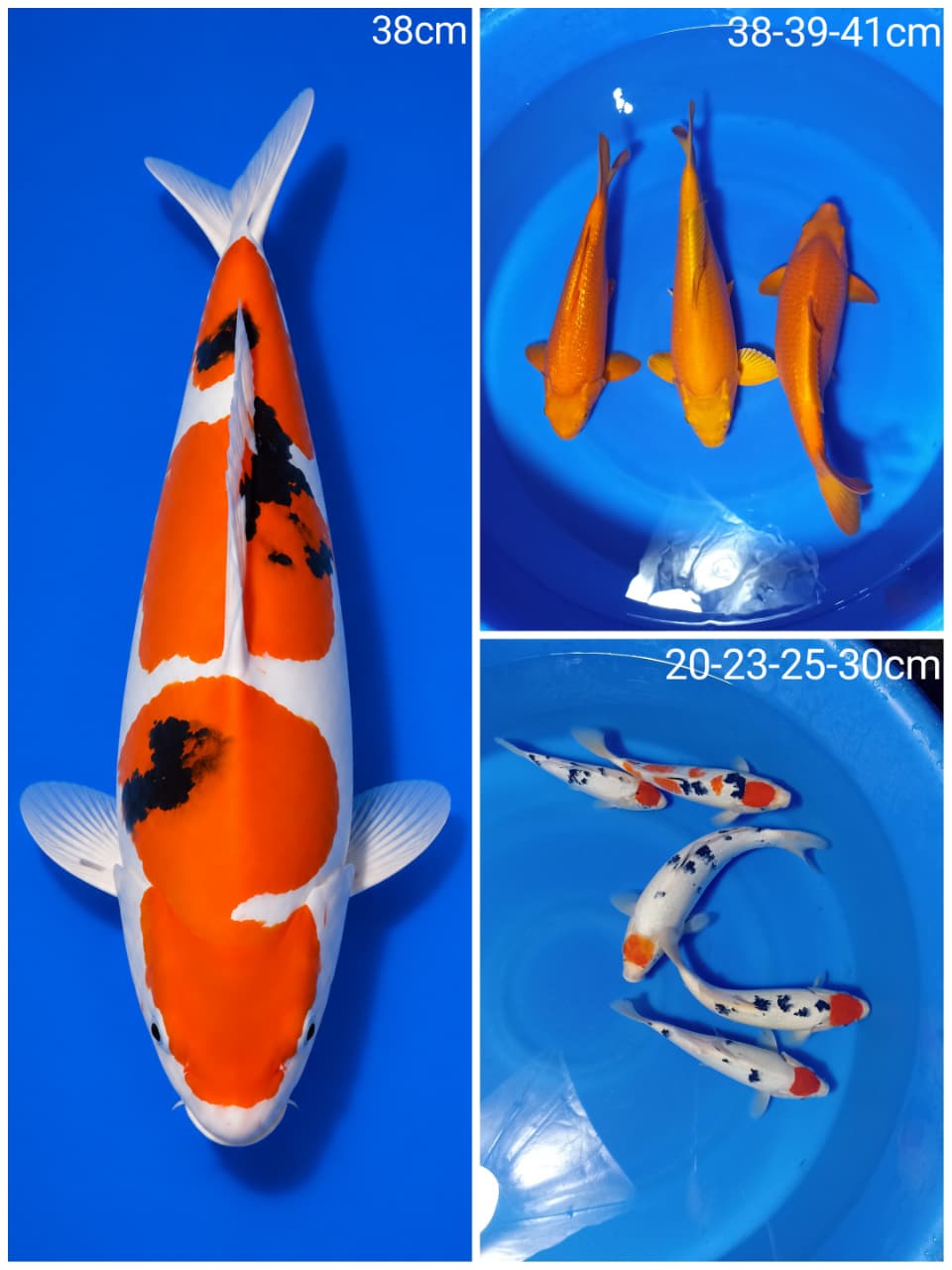 Lelang Koi Online, Jual Beli Ikan Koi, Pasar Koi Terbaik, Agen Lelang Koi, Penawaran Koi Berkualitas, Harga Jual Koi, Lelang Ikan Koi Import, Beli Koi Online, Jual Koi Murah, Koi Showroom, Penjual Koi Terpercaya, Lelang Koi Jakarta, Jual Koi Lokal, Koi Kualitas Unggul, Harga Terbaik Koi, Jual Koi Indukan, Lelang Ikan Hias Koi, Pasar Koi Indonesia, Beli Koi Berkualitas Tinggi, Koi Farm Terbesar, Jual Beli Koi Impor, Lelang Ikan Koi Kualitas Premium, Daftar Harga Koi Terbaru, Pusat Jual Beli Koi, Info Lelang Koi Hari Ini.