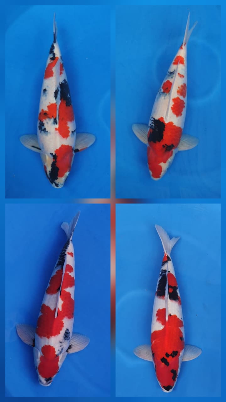 Lelang Koi Online, Jual Beli Ikan Koi, Pasar Koi Terbaik, Agen Lelang Koi, Penawaran Koi Berkualitas, Harga Jual Koi, Lelang Ikan Koi Import, Beli Koi Online, Jual Koi Murah, Koi Showroom, Penjual Koi Terpercaya, Lelang Koi Jakarta, Jual Koi Lokal, Koi Kualitas Unggul, Harga Terbaik Koi, Jual Koi Indukan, Lelang Ikan Hias Koi, Pasar Koi Indonesia, Beli Koi Berkualitas Tinggi, Koi Farm Terbesar, Jual Beli Koi Impor, Lelang Ikan Koi Kualitas Premium, Daftar Harga Koi Terbaru, Pusat Jual Beli Koi, Info Lelang Koi Hari Ini.