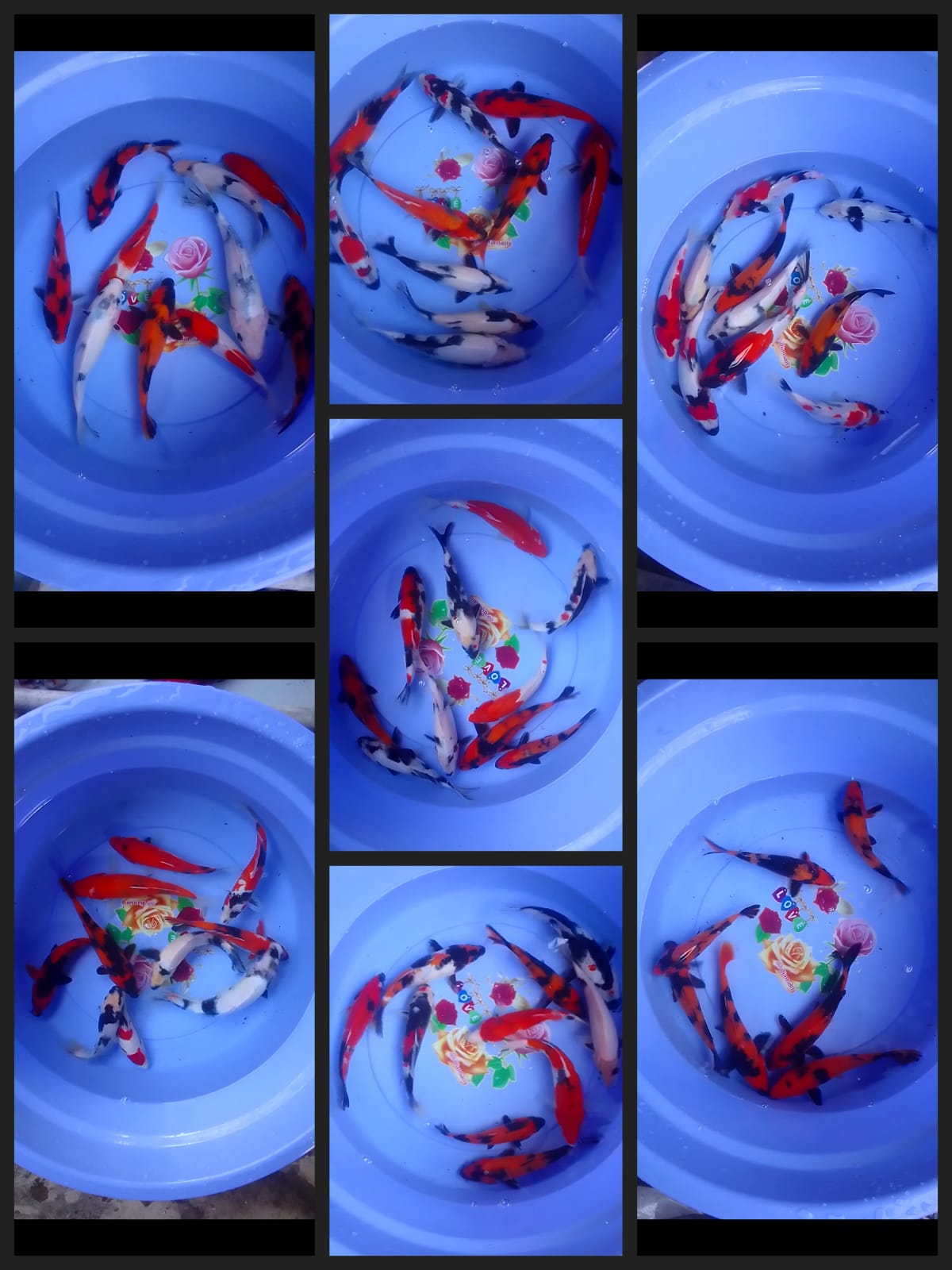 Lelang Koi Online, Jual Beli Ikan Koi, Pasar Koi Terbaik, Agen Lelang Koi, Penawaran Koi Berkualitas, Harga Jual Koi, Lelang Ikan Koi Import, Beli Koi Online, Jual Koi Murah, Koi Showroom, Penjual Koi Terpercaya, Lelang Koi Jakarta, Jual Koi Lokal, Koi Kualitas Unggul, Harga Terbaik Koi, Jual Koi Indukan, Lelang Ikan Hias Koi, Pasar Koi Indonesia, Beli Koi Berkualitas Tinggi, Koi Farm Terbesar, Jual Beli Koi Impor, Lelang Ikan Koi Kualitas Premium, Daftar Harga Koi Terbaru, Pusat Jual Beli Koi, Info Lelang Koi Hari Ini.