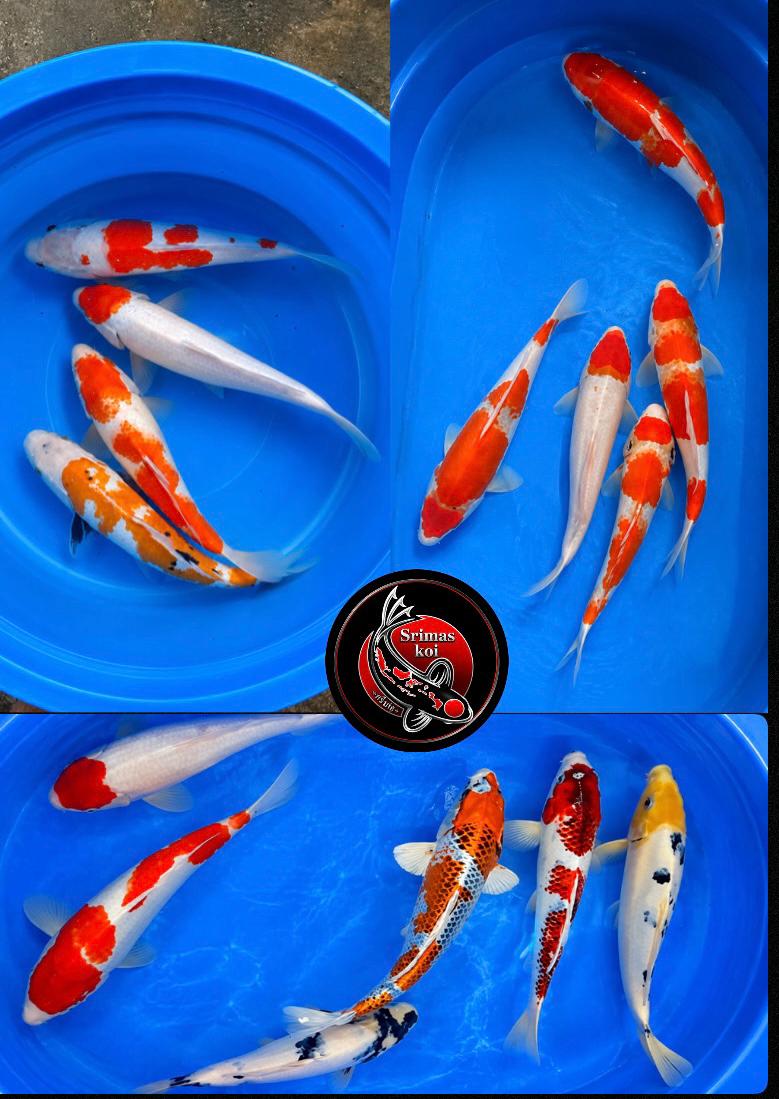 Lelang Koi Online, Jual Beli Ikan Koi, Pasar Koi Terbaik, Agen Lelang Koi, Penawaran Koi Berkualitas, Harga Jual Koi, Lelang Ikan Koi Import, Beli Koi Online, Jual Koi Murah, Koi Showroom, Penjual Koi Terpercaya, Lelang Koi Jakarta, Jual Koi Lokal, Koi Kualitas Unggul, Harga Terbaik Koi, Jual Koi Indukan, Lelang Ikan Hias Koi, Pasar Koi Indonesia, Beli Koi Berkualitas Tinggi, Koi Farm Terbesar, Jual Beli Koi Impor, Lelang Ikan Koi Kualitas Premium, Daftar Harga Koi Terbaru, Pusat Jual Beli Koi, Info Lelang Koi Hari Ini.
