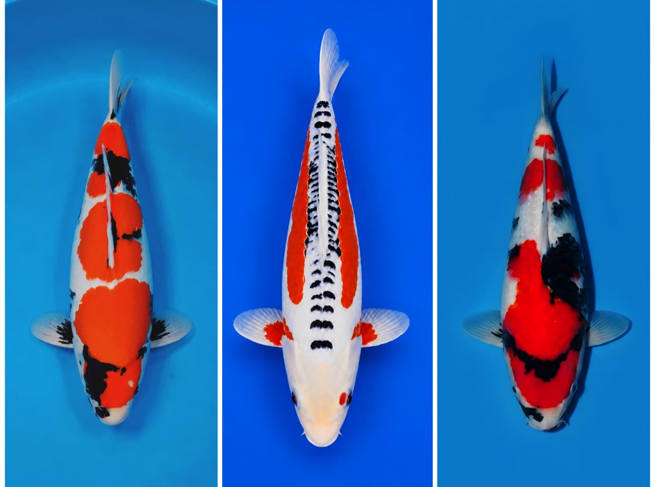 Lelang Koi Online, Jual Beli Ikan Koi, Pasar Koi Terbaik, Agen Lelang Koi, Penawaran Koi Berkualitas, Harga Jual Koi, Lelang Ikan Koi Import, Beli Koi Online, Jual Koi Murah, Koi Showroom, Penjual Koi Terpercaya, Lelang Koi Jakarta, Jual Koi Lokal, Koi Kualitas Unggul, Harga Terbaik Koi, Jual Koi Indukan, Lelang Ikan Hias Koi, Pasar Koi Indonesia, Beli Koi Berkualitas Tinggi, Koi Farm Terbesar, Jual Beli Koi Impor, Lelang Ikan Koi Kualitas Premium, Daftar Harga Koi Terbaru, Pusat Jual Beli Koi, Info Lelang Koi Hari Ini.