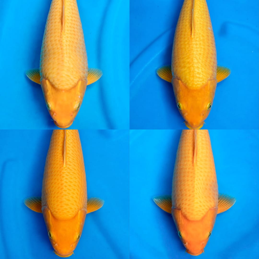 Lelang Koi Online, Jual Beli Ikan Koi, Pasar Koi Terbaik, Agen Lelang Koi, Penawaran Koi Berkualitas, Harga Jual Koi, Lelang Ikan Koi Import, Beli Koi Online, Jual Koi Murah, Koi Showroom, Penjual Koi Terpercaya, Lelang Koi Jakarta, Jual Koi Lokal, Koi Kualitas Unggul, Harga Terbaik Koi, Jual Koi Indukan, Lelang Ikan Hias Koi, Pasar Koi Indonesia, Beli Koi Berkualitas Tinggi, Koi Farm Terbesar, Jual Beli Koi Impor, Lelang Ikan Koi Kualitas Premium, Daftar Harga Koi Terbaru, Pusat Jual Beli Koi, Info Lelang Koi Hari Ini.