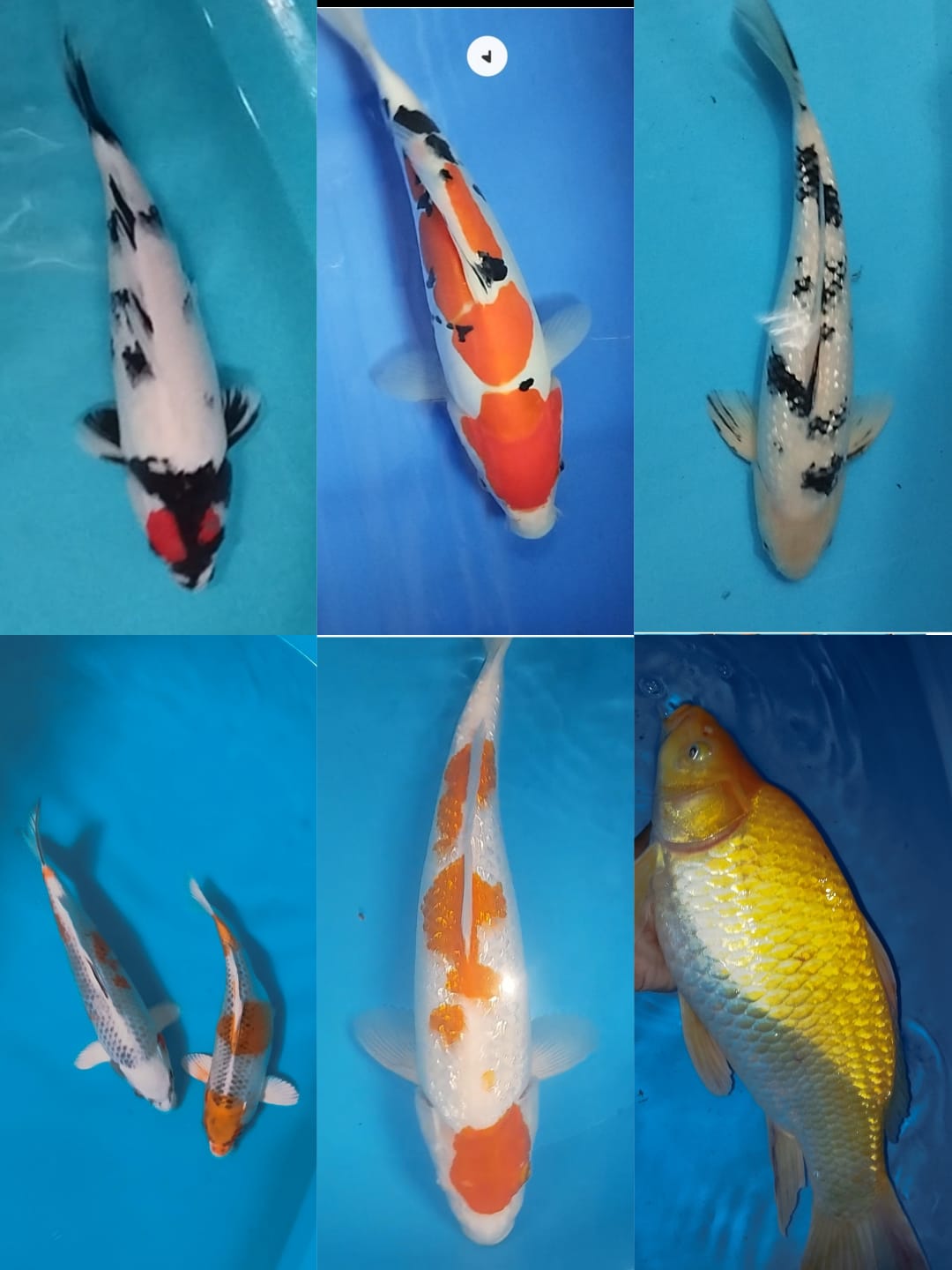 Lelang Koi Online, Jual Beli Ikan Koi, Pasar Koi Terbaik, Agen Lelang Koi, Penawaran Koi Berkualitas, Harga Jual Koi, Lelang Ikan Koi Import, Beli Koi Online, Jual Koi Murah, Koi Showroom, Penjual Koi Terpercaya, Lelang Koi Jakarta, Jual Koi Lokal, Koi Kualitas Unggul, Harga Terbaik Koi, Jual Koi Indukan, Lelang Ikan Hias Koi, Pasar Koi Indonesia, Beli Koi Berkualitas Tinggi, Koi Farm Terbesar, Jual Beli Koi Impor, Lelang Ikan Koi Kualitas Premium, Daftar Harga Koi Terbaru, Pusat Jual Beli Koi, Info Lelang Koi Hari Ini.