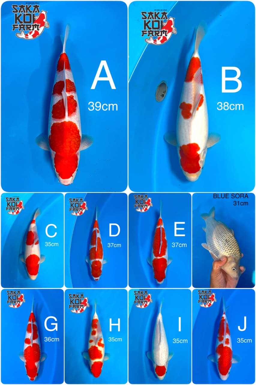Lelang Koi Online, Jual Beli Ikan Koi, Pasar Koi Terbaik, Agen Lelang Koi, Penawaran Koi Berkualitas, Harga Jual Koi, Lelang Ikan Koi Import, Beli Koi Online, Jual Koi Murah, Koi Showroom, Penjual Koi Terpercaya, Lelang Koi Jakarta, Jual Koi Lokal, Koi Kualitas Unggul, Harga Terbaik Koi, Jual Koi Indukan, Lelang Ikan Hias Koi, Pasar Koi Indonesia, Beli Koi Berkualitas Tinggi, Koi Farm Terbesar, Jual Beli Koi Impor, Lelang Ikan Koi Kualitas Premium, Daftar Harga Koi Terbaru, Pusat Jual Beli Koi, Info Lelang Koi Hari Ini.