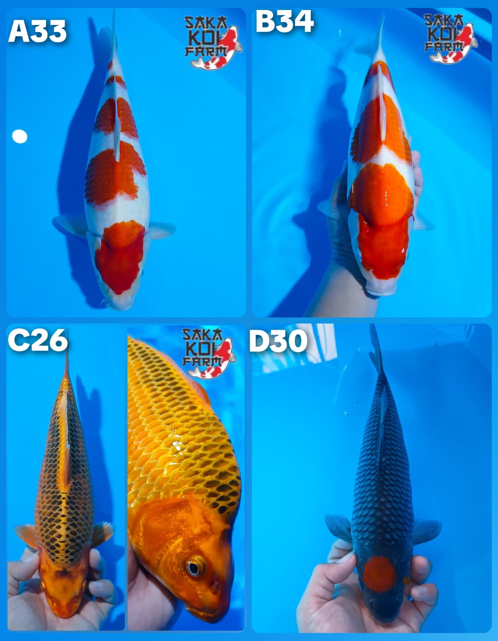 Lelang Koi Online, Jual Beli Ikan Koi, Pasar Koi Terbaik, Agen Lelang Koi, Penawaran Koi Berkualitas, Harga Jual Koi, Lelang Ikan Koi Import, Beli Koi Online, Jual Koi Murah, Koi Showroom, Penjual Koi Terpercaya, Lelang Koi Jakarta, Jual Koi Lokal, Koi Kualitas Unggul, Harga Terbaik Koi, Jual Koi Indukan, Lelang Ikan Hias Koi, Pasar Koi Indonesia, Beli Koi Berkualitas Tinggi, Koi Farm Terbesar, Jual Beli Koi Impor, Lelang Ikan Koi Kualitas Premium, Daftar Harga Koi Terbaru, Pusat Jual Beli Koi, Info Lelang Koi Hari Ini.