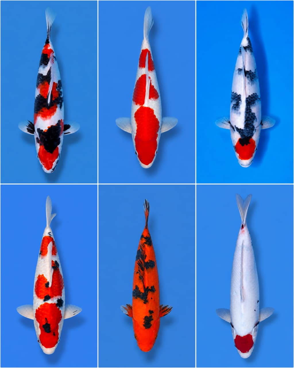 Lelang Koi Online, Jual Beli Ikan Koi, Pasar Koi Terbaik, Agen Lelang Koi, Penawaran Koi Berkualitas, Harga Jual Koi, Lelang Ikan Koi Import, Beli Koi Online, Jual Koi Murah, Koi Showroom, Penjual Koi Terpercaya, Lelang Koi Jakarta, Jual Koi Lokal, Koi Kualitas Unggul, Harga Terbaik Koi, Jual Koi Indukan, Lelang Ikan Hias Koi, Pasar Koi Indonesia, Beli Koi Berkualitas Tinggi, Koi Farm Terbesar, Jual Beli Koi Impor, Lelang Ikan Koi Kualitas Premium, Daftar Harga Koi Terbaru, Pusat Jual Beli Koi, Info Lelang Koi Hari Ini.