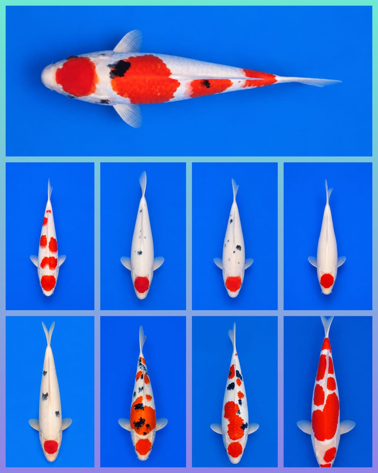 Lelang Koi Online, Jual Beli Ikan Koi, Pasar Koi Terbaik, Agen Lelang Koi, Penawaran Koi Berkualitas, Harga Jual Koi, Lelang Ikan Koi Import, Beli Koi Online, Jual Koi Murah, Koi Showroom, Penjual Koi Terpercaya, Lelang Koi Jakarta, Jual Koi Lokal, Koi Kualitas Unggul, Harga Terbaik Koi, Jual Koi Indukan, Lelang Ikan Hias Koi, Pasar Koi Indonesia, Beli Koi Berkualitas Tinggi, Koi Farm Terbesar, Jual Beli Koi Impor, Lelang Ikan Koi Kualitas Premium, Daftar Harga Koi Terbaru, Pusat Jual Beli Koi, Info Lelang Koi Hari Ini.