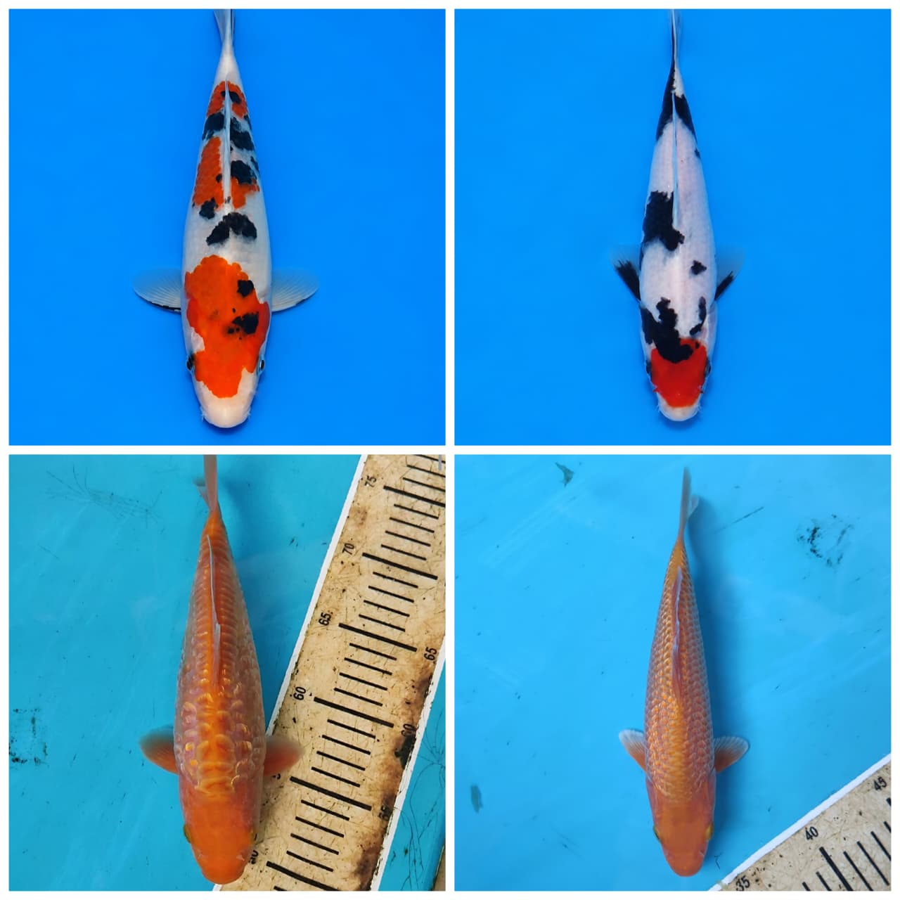 Lelang Koi Online, Jual Beli Ikan Koi, Pasar Koi Terbaik, Agen Lelang Koi, Penawaran Koi Berkualitas, Harga Jual Koi, Lelang Ikan Koi Import, Beli Koi Online, Jual Koi Murah, Koi Showroom, Penjual Koi Terpercaya, Lelang Koi Jakarta, Jual Koi Lokal, Koi Kualitas Unggul, Harga Terbaik Koi, Jual Koi Indukan, Lelang Ikan Hias Koi, Pasar Koi Indonesia, Beli Koi Berkualitas Tinggi, Koi Farm Terbesar, Jual Beli Koi Impor, Lelang Ikan Koi Kualitas Premium, Daftar Harga Koi Terbaru, Pusat Jual Beli Koi, Info Lelang Koi Hari Ini.
