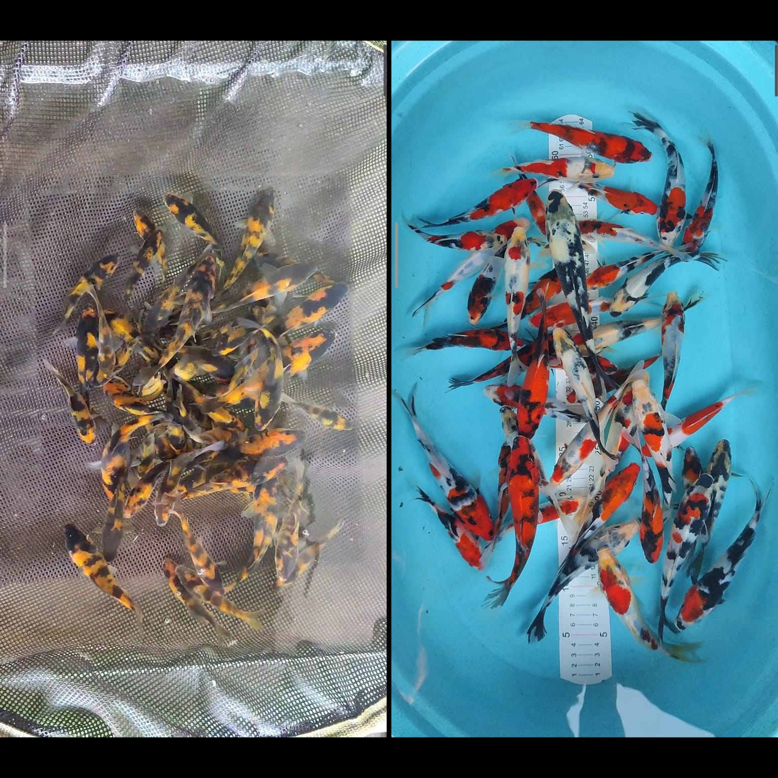 Lelang Koi Online, Jual Beli Ikan Koi, Pasar Koi Terbaik, Agen Lelang Koi, Penawaran Koi Berkualitas, Harga Jual Koi, Lelang Ikan Koi Import, Beli Koi Online, Jual Koi Murah, Koi Showroom, Penjual Koi Terpercaya, Lelang Koi Jakarta, Jual Koi Lokal, Koi Kualitas Unggul, Harga Terbaik Koi, Jual Koi Indukan, Lelang Ikan Hias Koi, Pasar Koi Indonesia, Beli Koi Berkualitas Tinggi, Koi Farm Terbesar, Jual Beli Koi Impor, Lelang Ikan Koi Kualitas Premium, Daftar Harga Koi Terbaru, Pusat Jual Beli Koi, Info Lelang Koi Hari Ini.