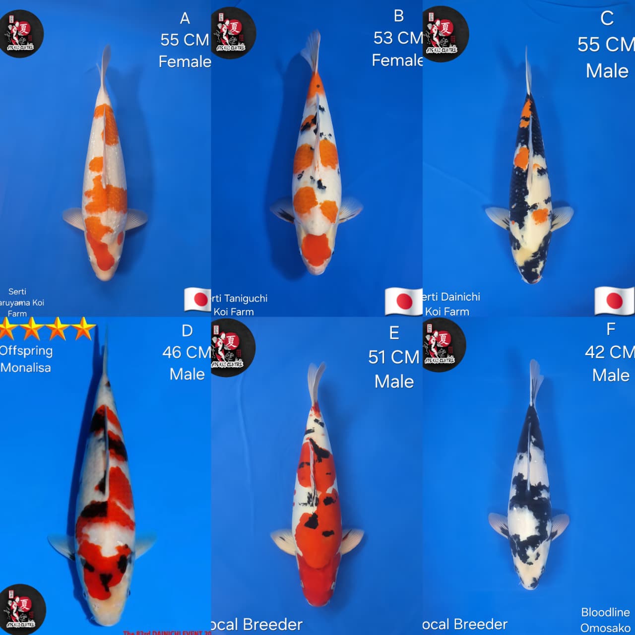 Lelang Koi Online, Jual Beli Ikan Koi, Pasar Koi Terbaik, Agen Lelang Koi, Penawaran Koi Berkualitas, Harga Jual Koi, Lelang Ikan Koi Import, Beli Koi Online, Jual Koi Murah, Koi Showroom, Penjual Koi Terpercaya, Lelang Koi Jakarta, Jual Koi Lokal, Koi Kualitas Unggul, Harga Terbaik Koi, Jual Koi Indukan, Lelang Ikan Hias Koi, Pasar Koi Indonesia, Beli Koi Berkualitas Tinggi, Koi Farm Terbesar, Jual Beli Koi Impor, Lelang Ikan Koi Kualitas Premium, Daftar Harga Koi Terbaru, Pusat Jual Beli Koi, Info Lelang Koi Hari Ini.