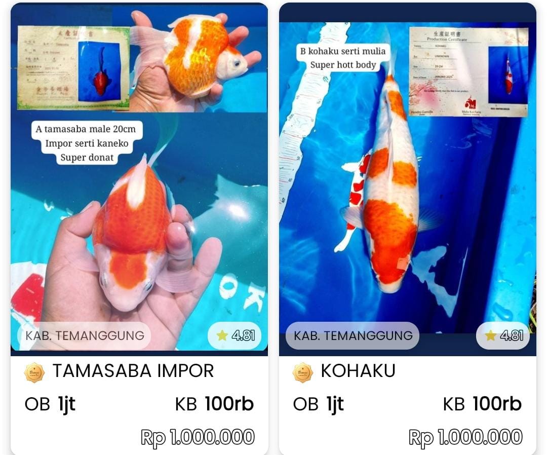 Lelang Koi Online, Jual Beli Ikan Koi, Pasar Koi Terbaik, Agen Lelang Koi, Penawaran Koi Berkualitas, Harga Jual Koi, Lelang Ikan Koi Import, Beli Koi Online, Jual Koi Murah, Koi Showroom, Penjual Koi Terpercaya, Lelang Koi Jakarta, Jual Koi Lokal, Koi Kualitas Unggul, Harga Terbaik Koi, Jual Koi Indukan, Lelang Ikan Hias Koi, Pasar Koi Indonesia, Beli Koi Berkualitas Tinggi, Koi Farm Terbesar, Jual Beli Koi Impor, Lelang Ikan Koi Kualitas Premium, Daftar Harga Koi Terbaru, Pusat Jual Beli Koi, Info Lelang Koi Hari Ini.