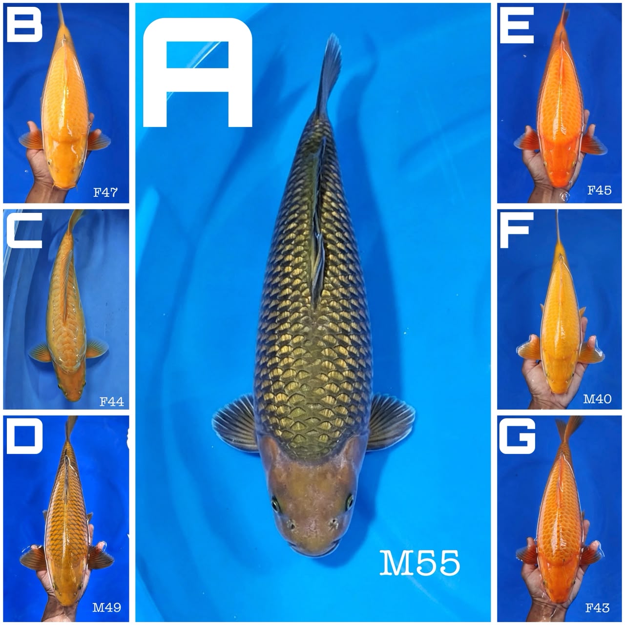 Lelang Koi Online, Jual Beli Ikan Koi, Pasar Koi Terbaik, Agen Lelang Koi, Penawaran Koi Berkualitas, Harga Jual Koi, Lelang Ikan Koi Import, Beli Koi Online, Jual Koi Murah, Koi Showroom, Penjual Koi Terpercaya, Lelang Koi Jakarta, Jual Koi Lokal, Koi Kualitas Unggul, Harga Terbaik Koi, Jual Koi Indukan, Lelang Ikan Hias Koi, Pasar Koi Indonesia, Beli Koi Berkualitas Tinggi, Koi Farm Terbesar, Jual Beli Koi Impor, Lelang Ikan Koi Kualitas Premium, Daftar Harga Koi Terbaru, Pusat Jual Beli Koi, Info Lelang Koi Hari Ini.